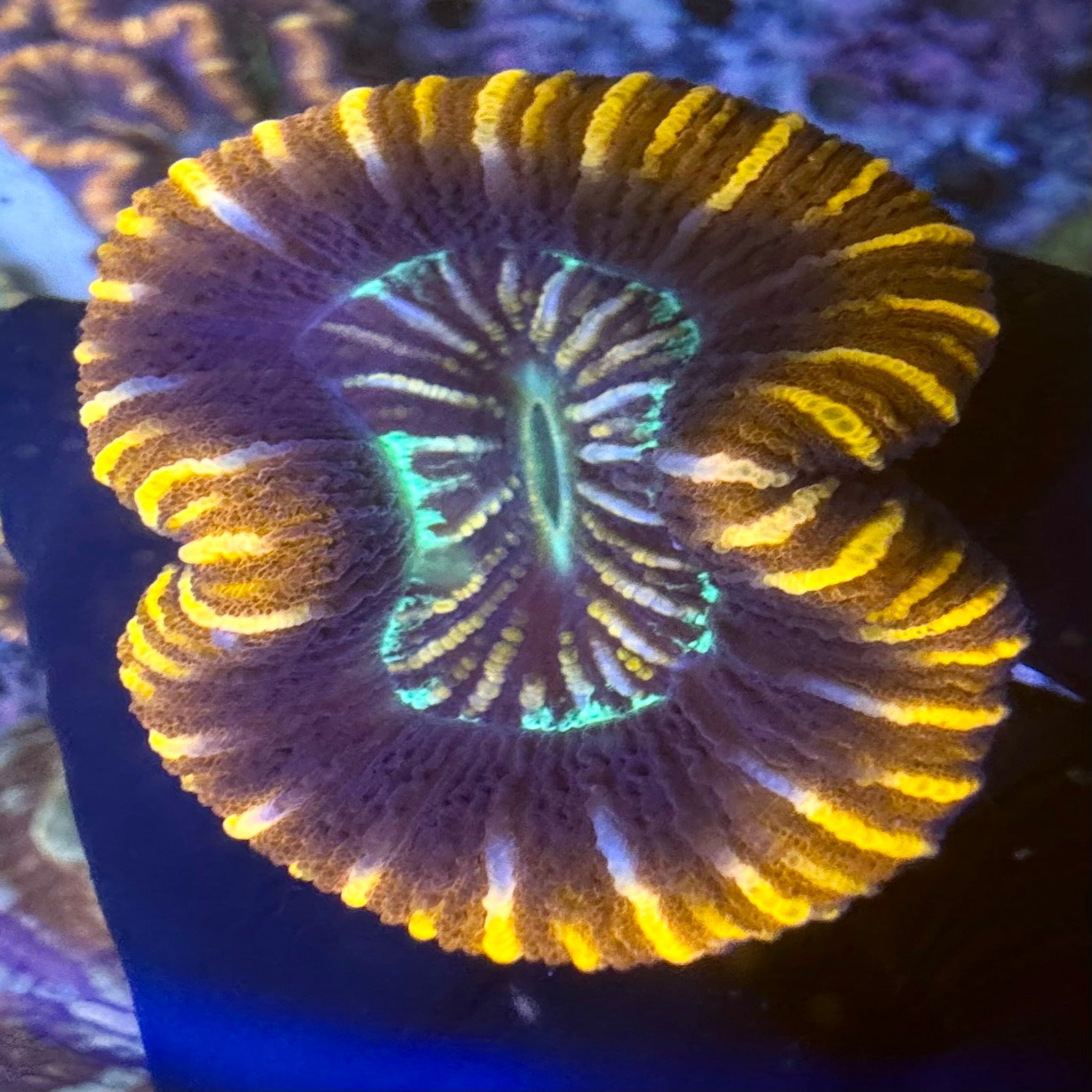 Yellow/Orange Stripe Trachyphyllia