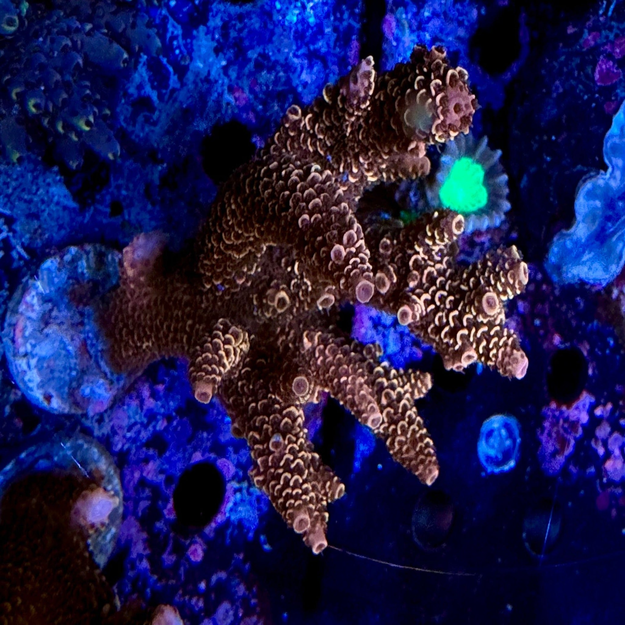 Pastel Orange Spathulata Acropora