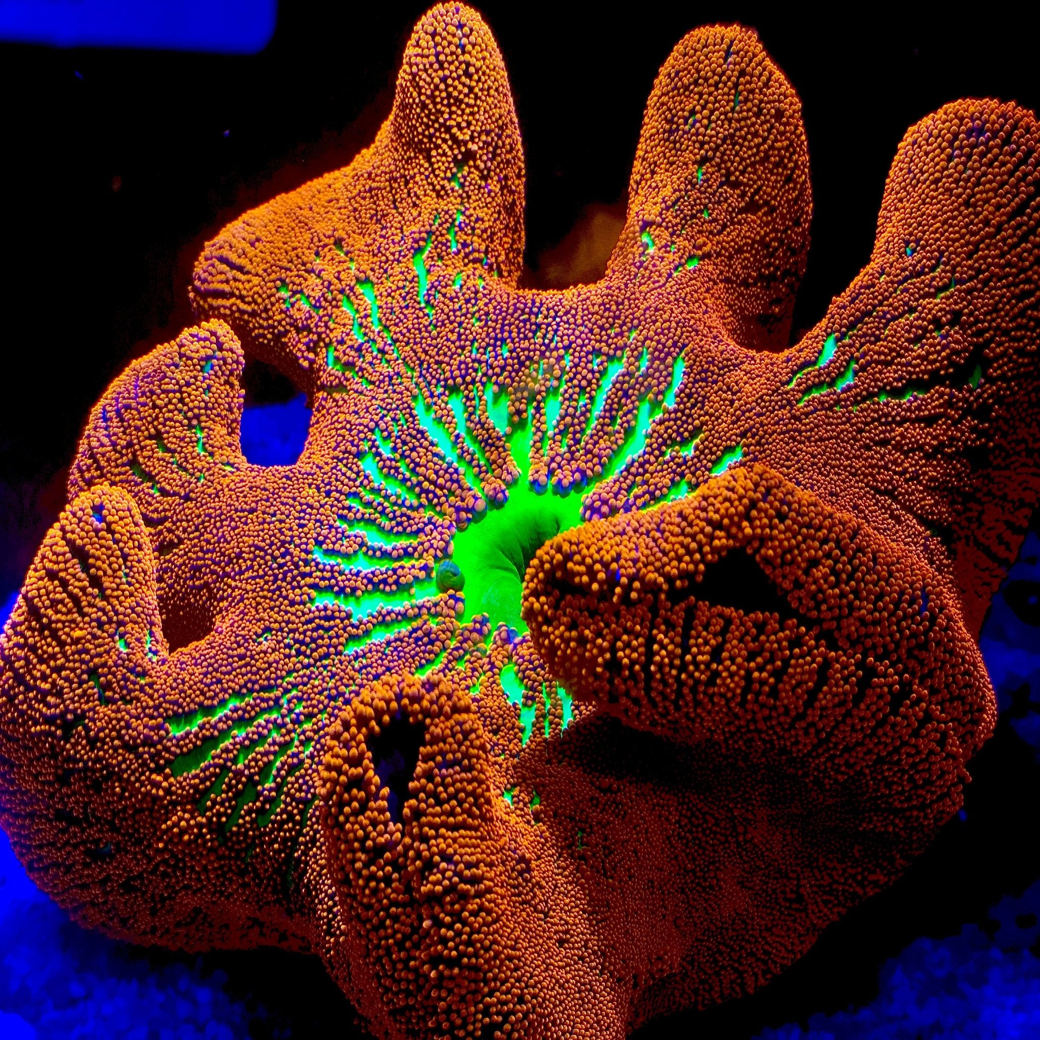 Ultra Red & Green Carpet Anemone (Haddoni)