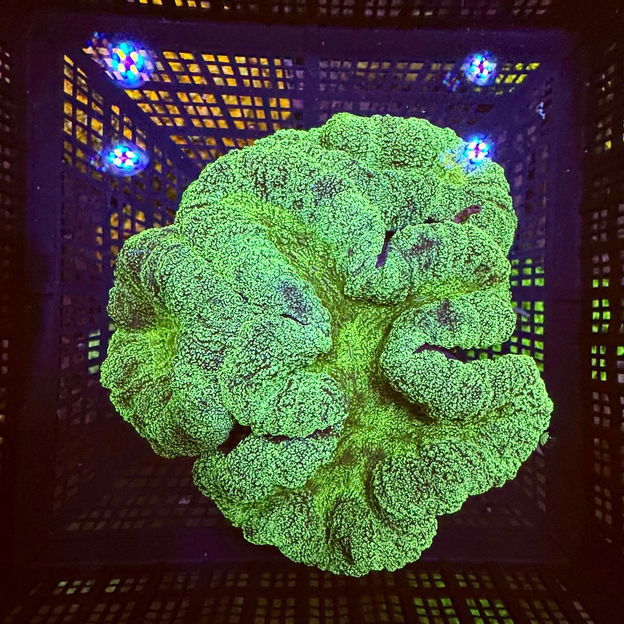 Glitter Green Lobophyllia