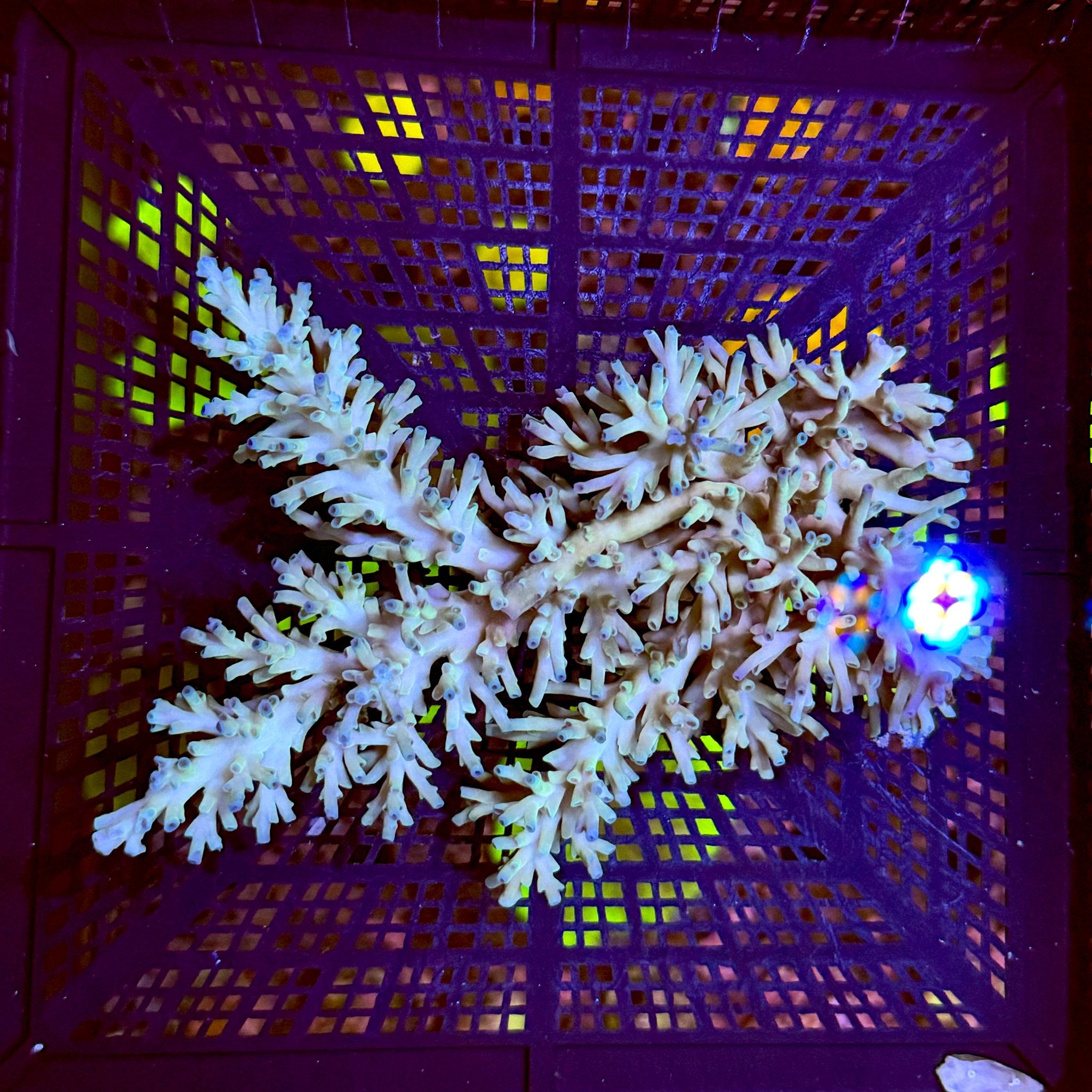 Australian Fire & Ice Echinata Acropora