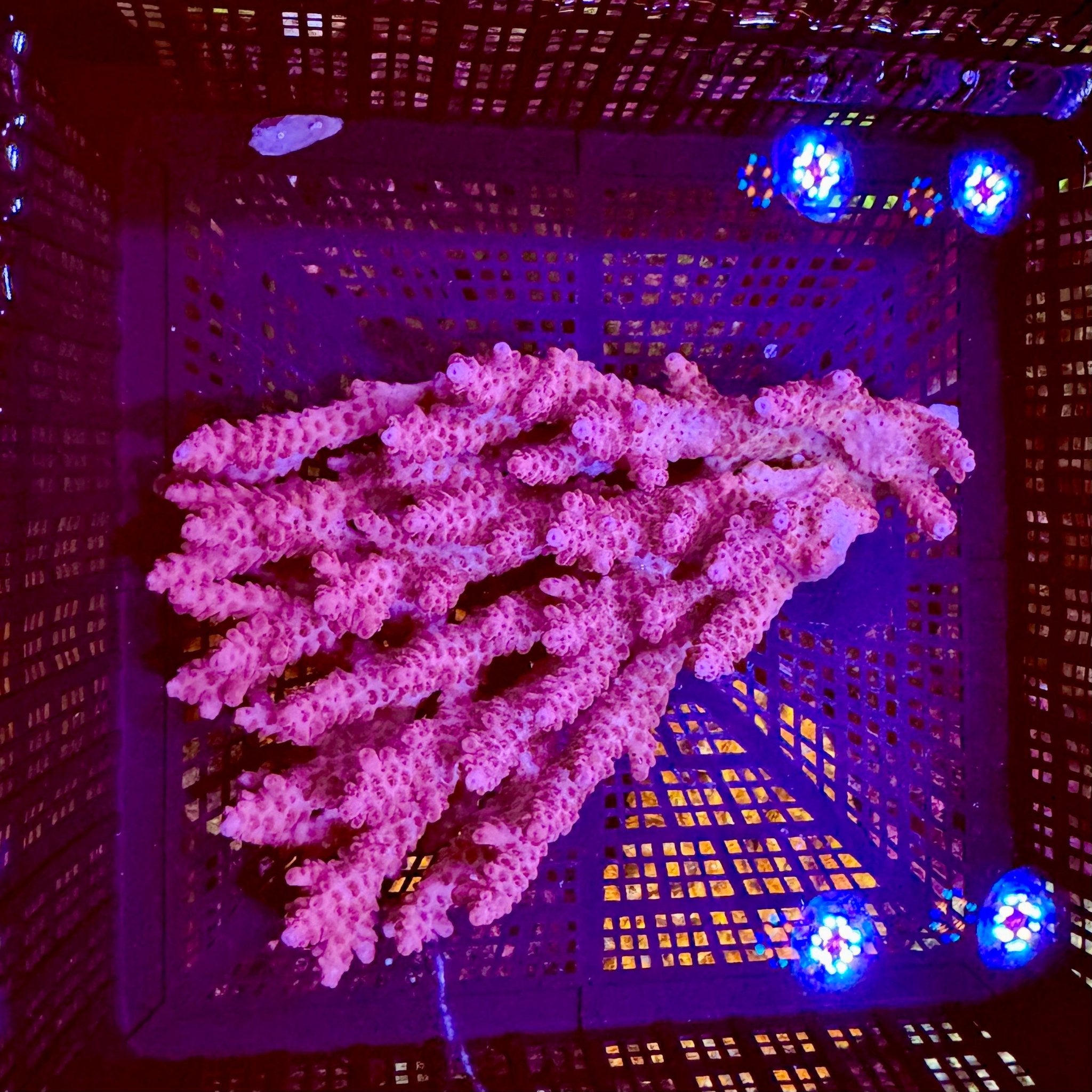 Australian Bubblegum Pink Acropora Colony