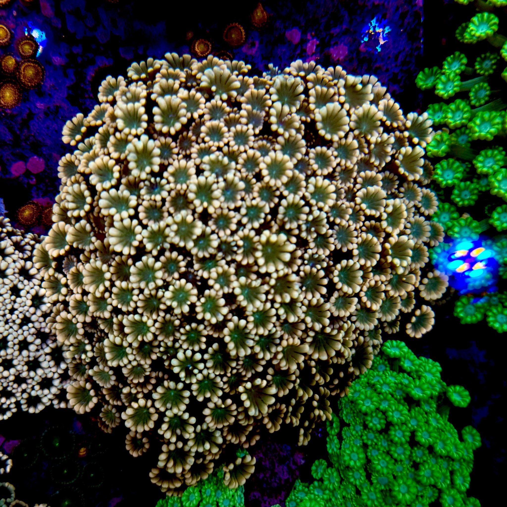 Australian Gold/Green Eye Alveopora Colony