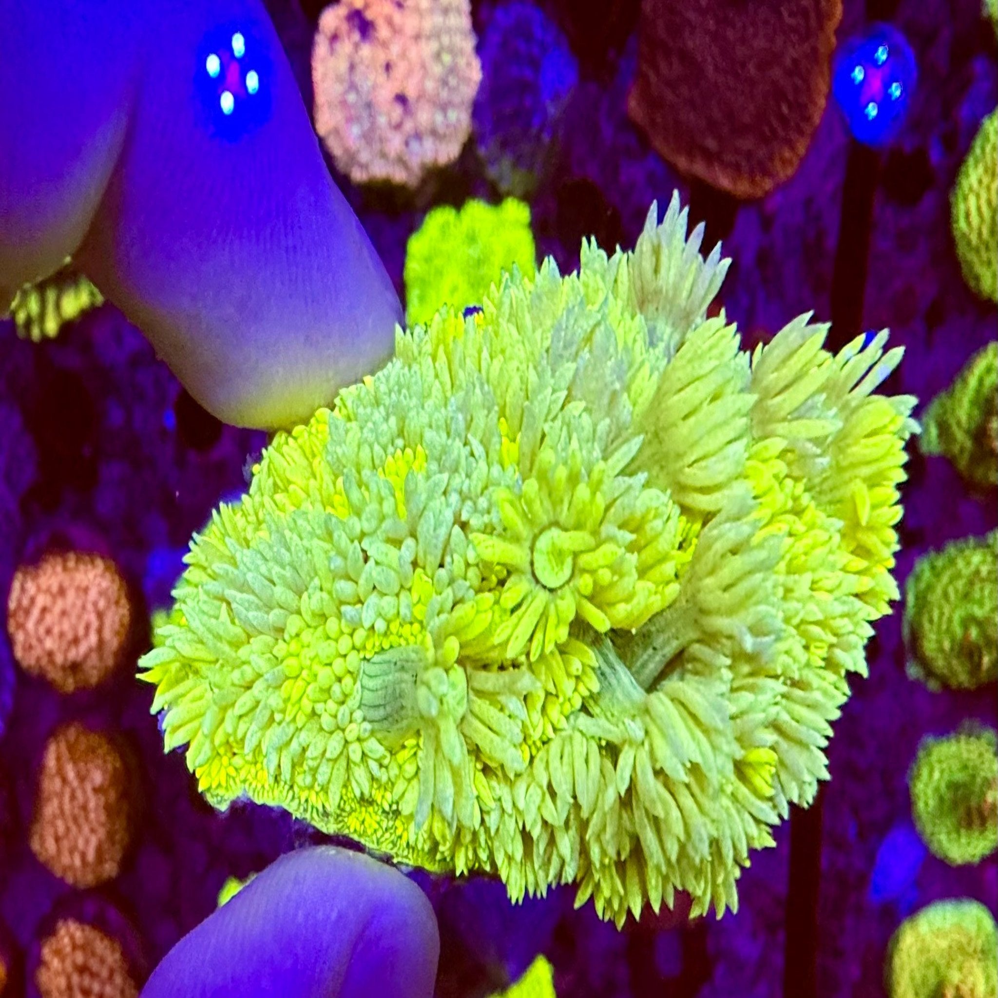 Highlighter Goniopora Frag