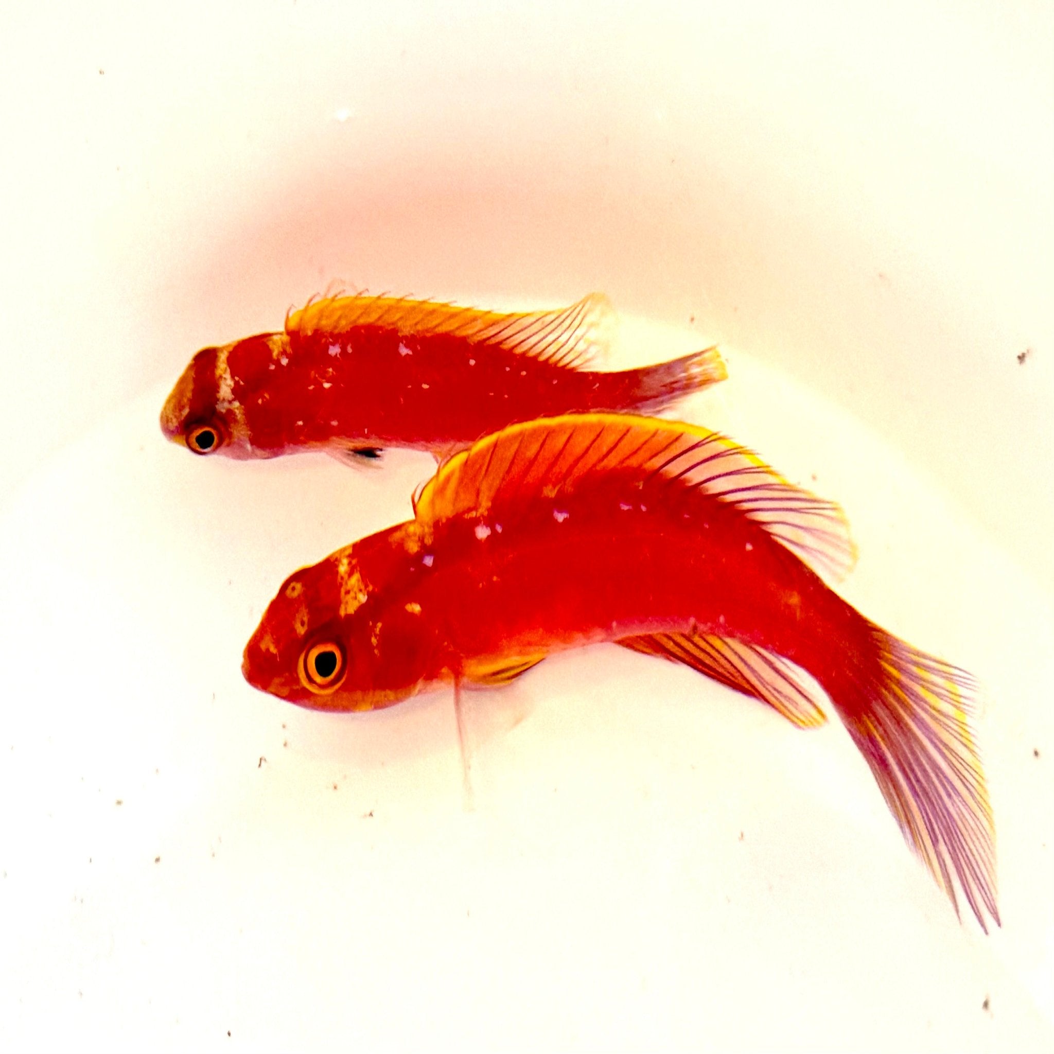 Cirrhilabrus Roseafascia Pair