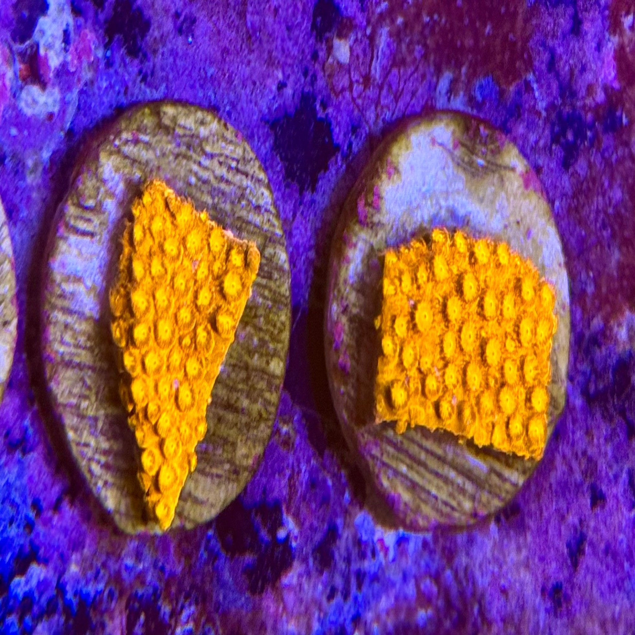 Orange Cyphastrea Frag