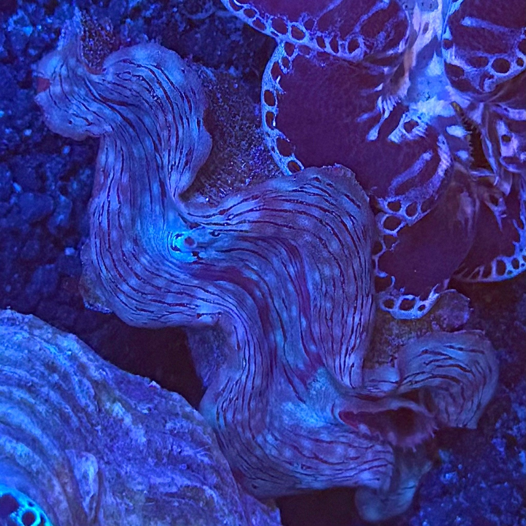 Squamosa Clam