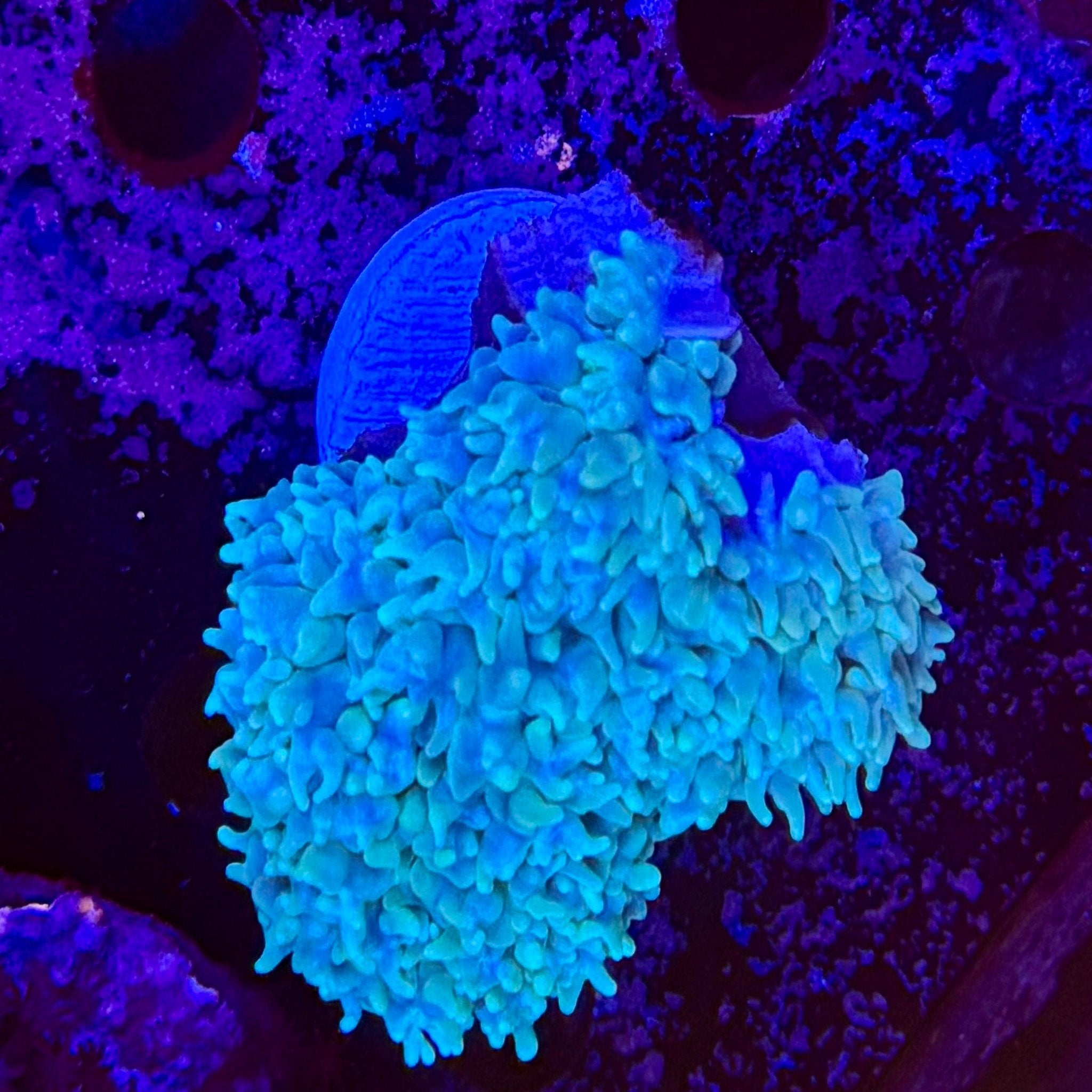 Pearly Green Bubble Frag