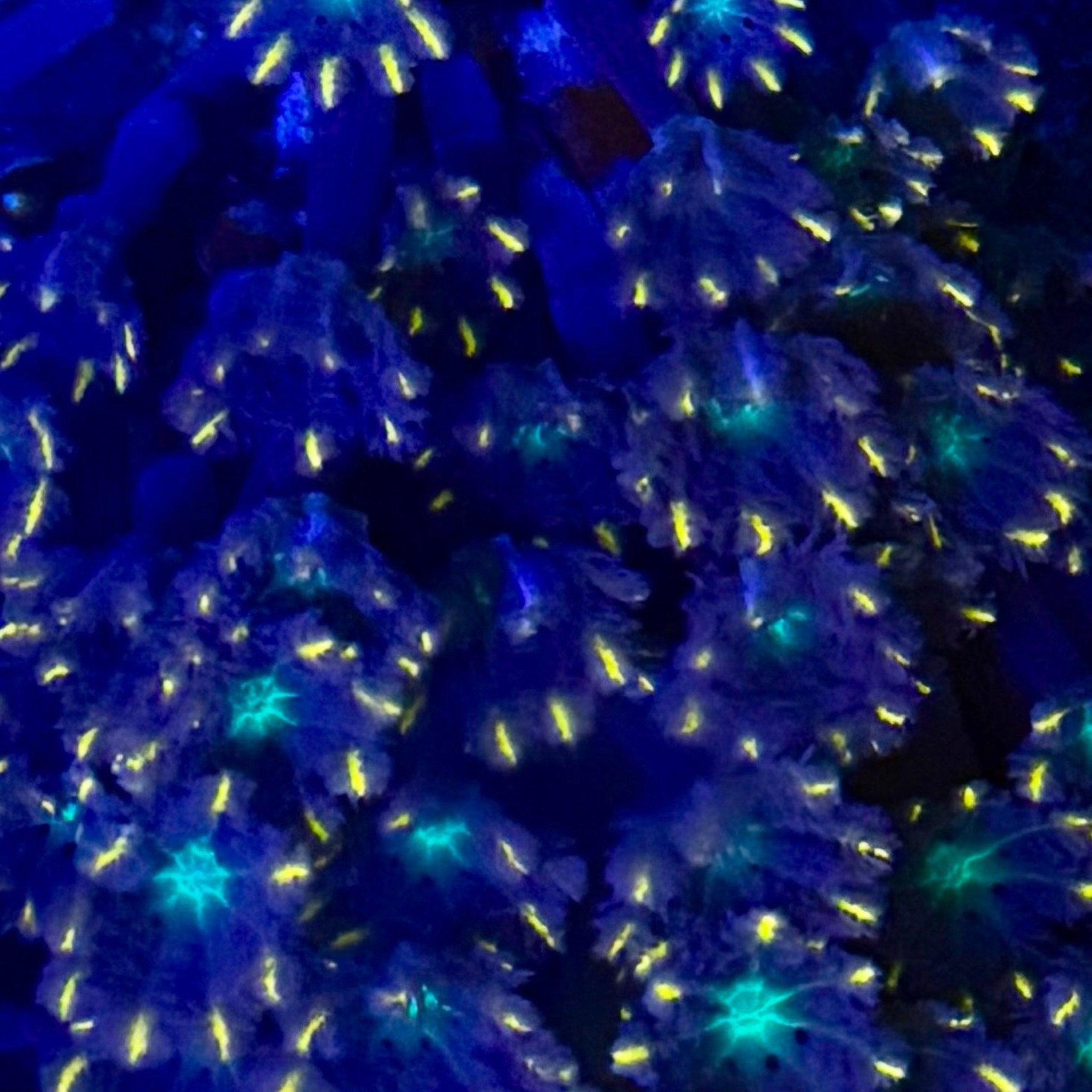 Papaya Clove Polyp Coral - Aqua Group
