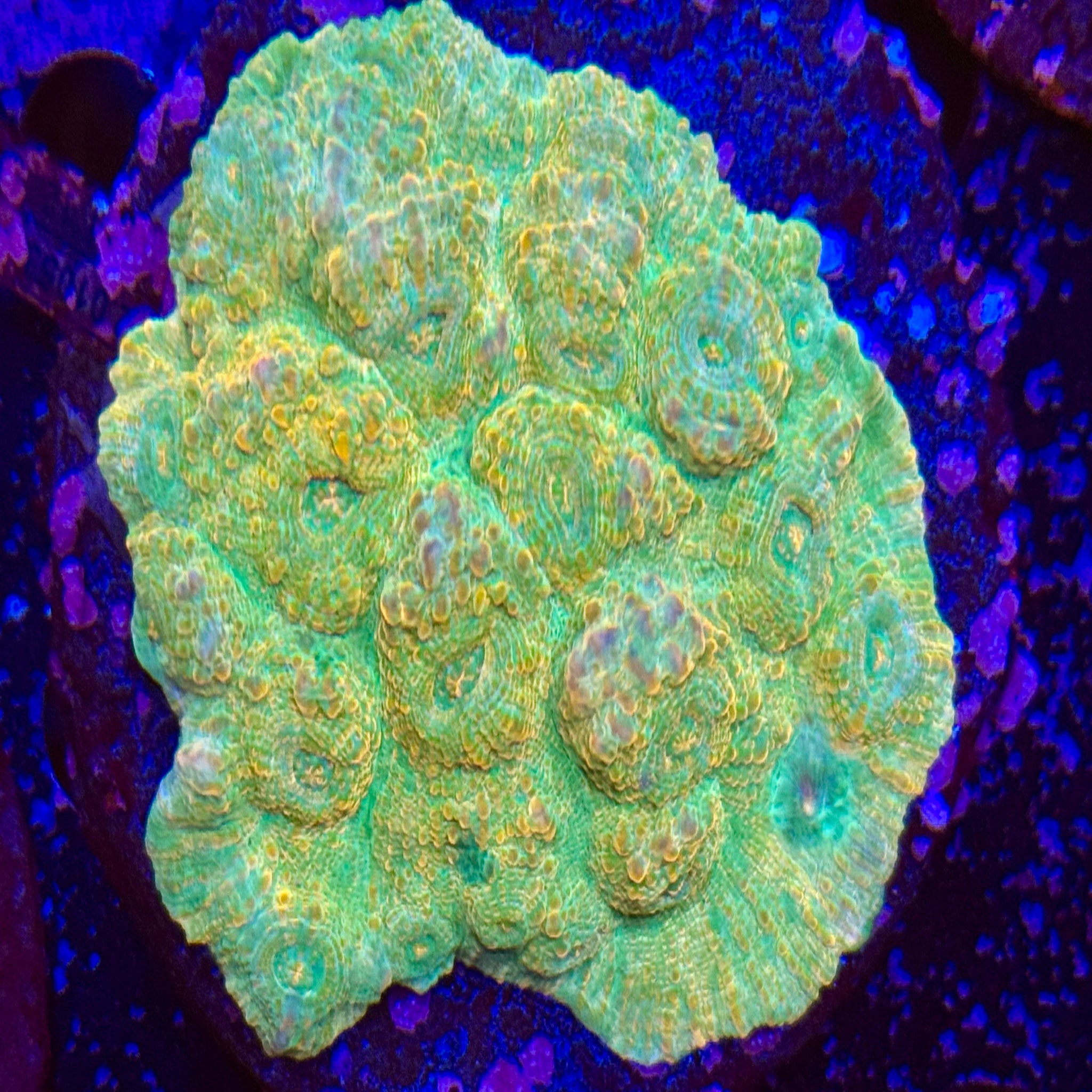 Turquoise Chalice