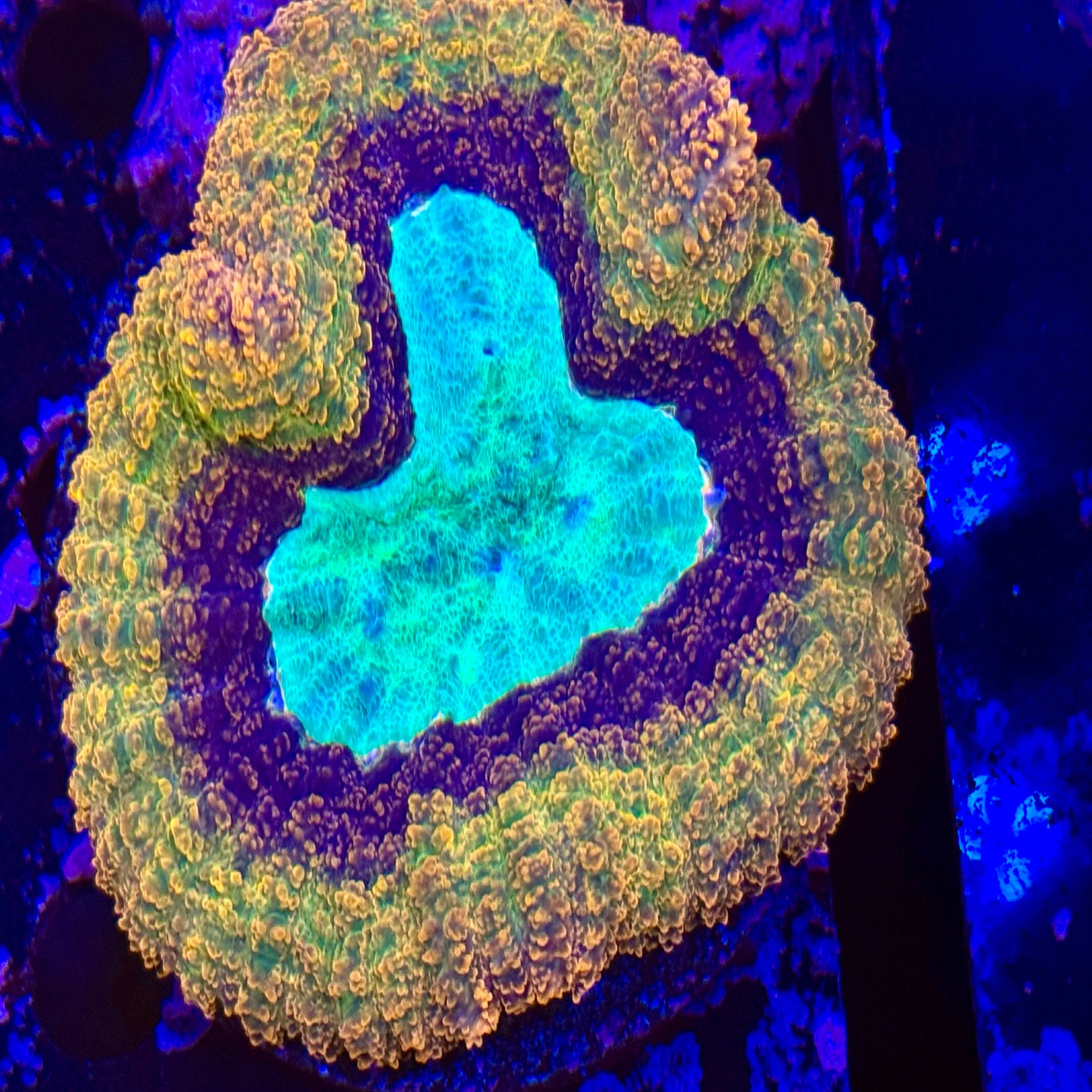 Rainbow Symphyllia