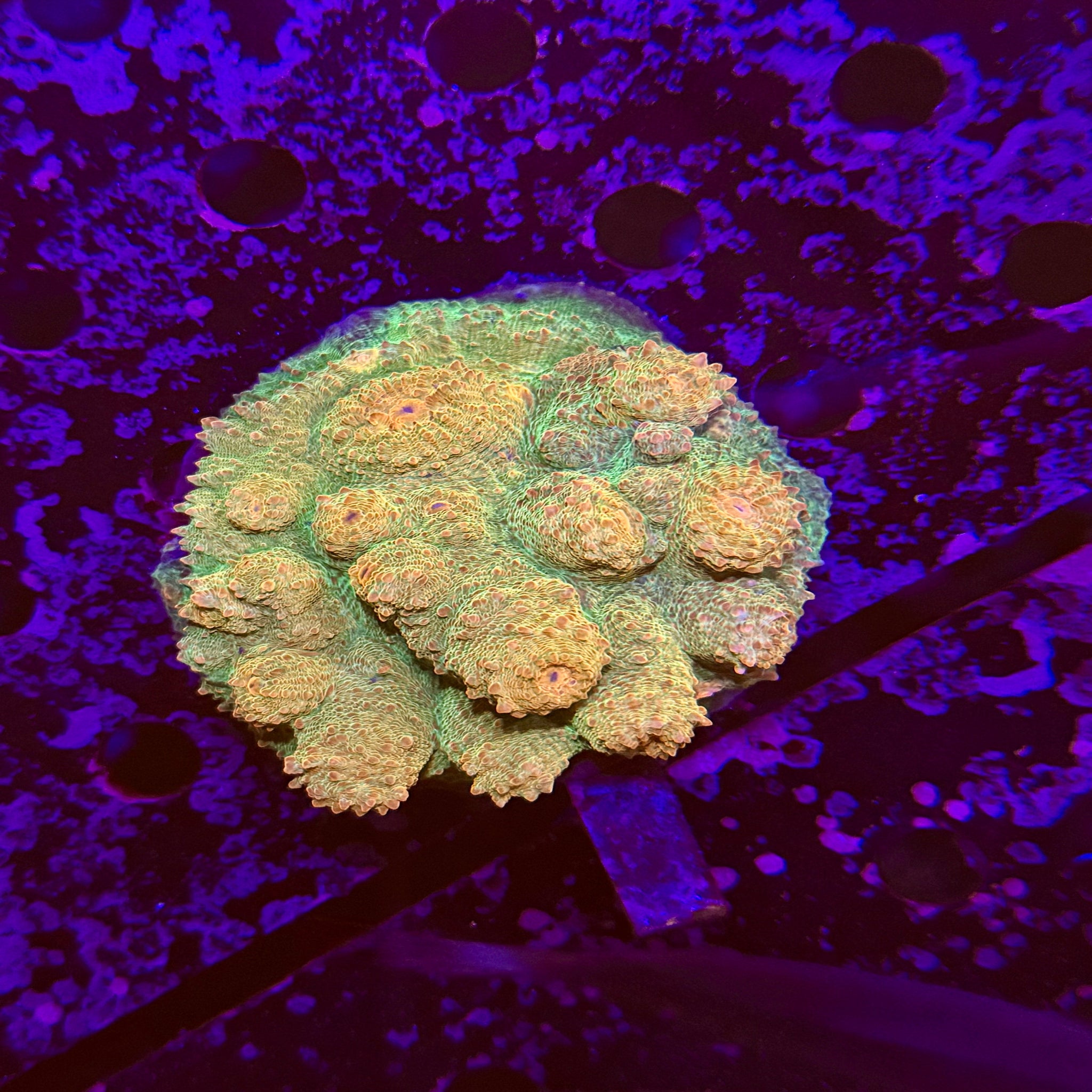 Rainbow Chalice