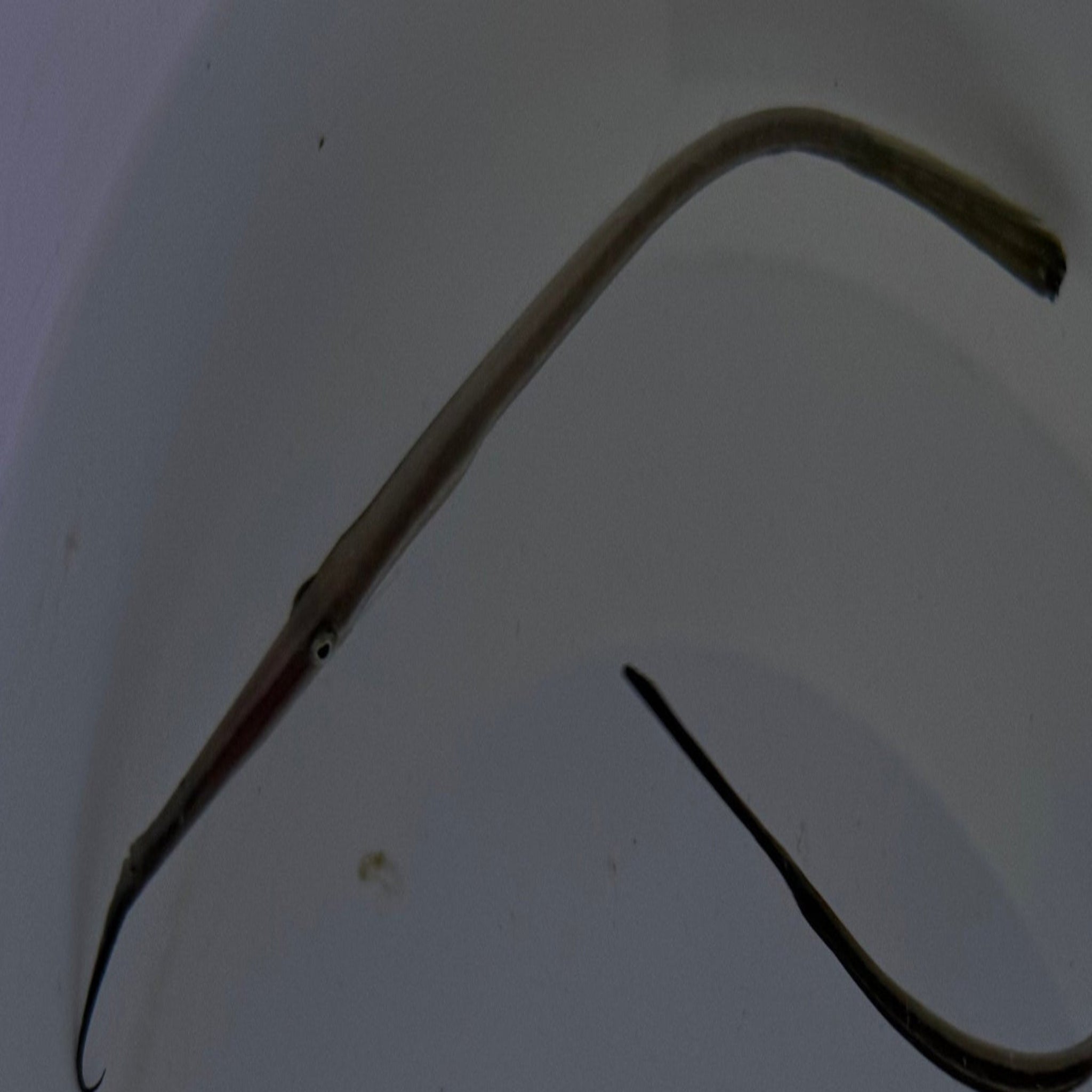 Bearded Pipefish