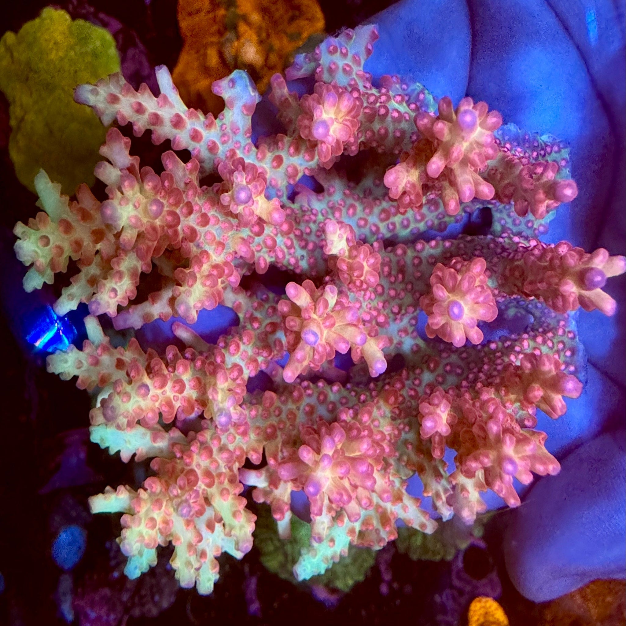 Acropora- Australian Shortcake Colony