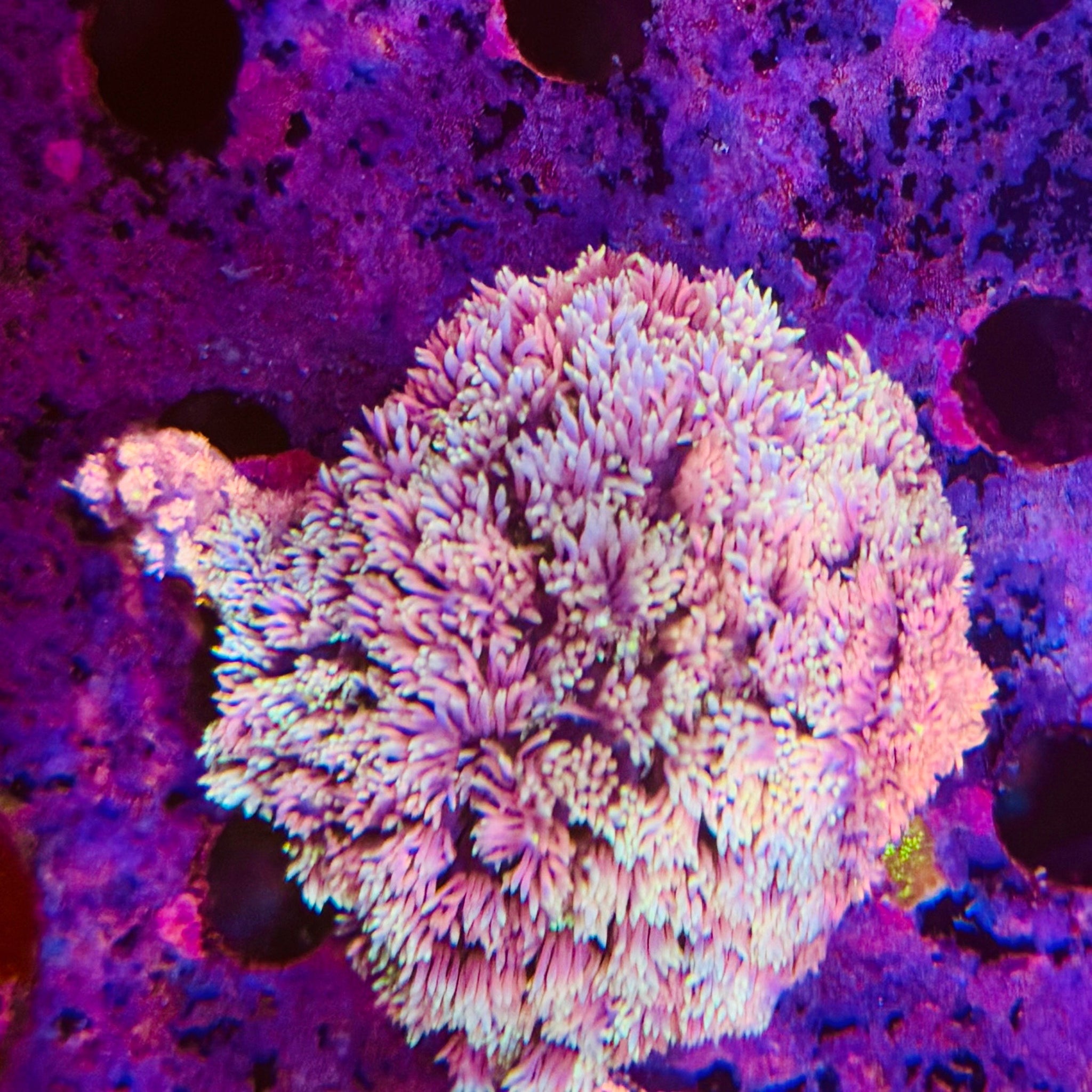 Rainbow Goniopora Small Colony