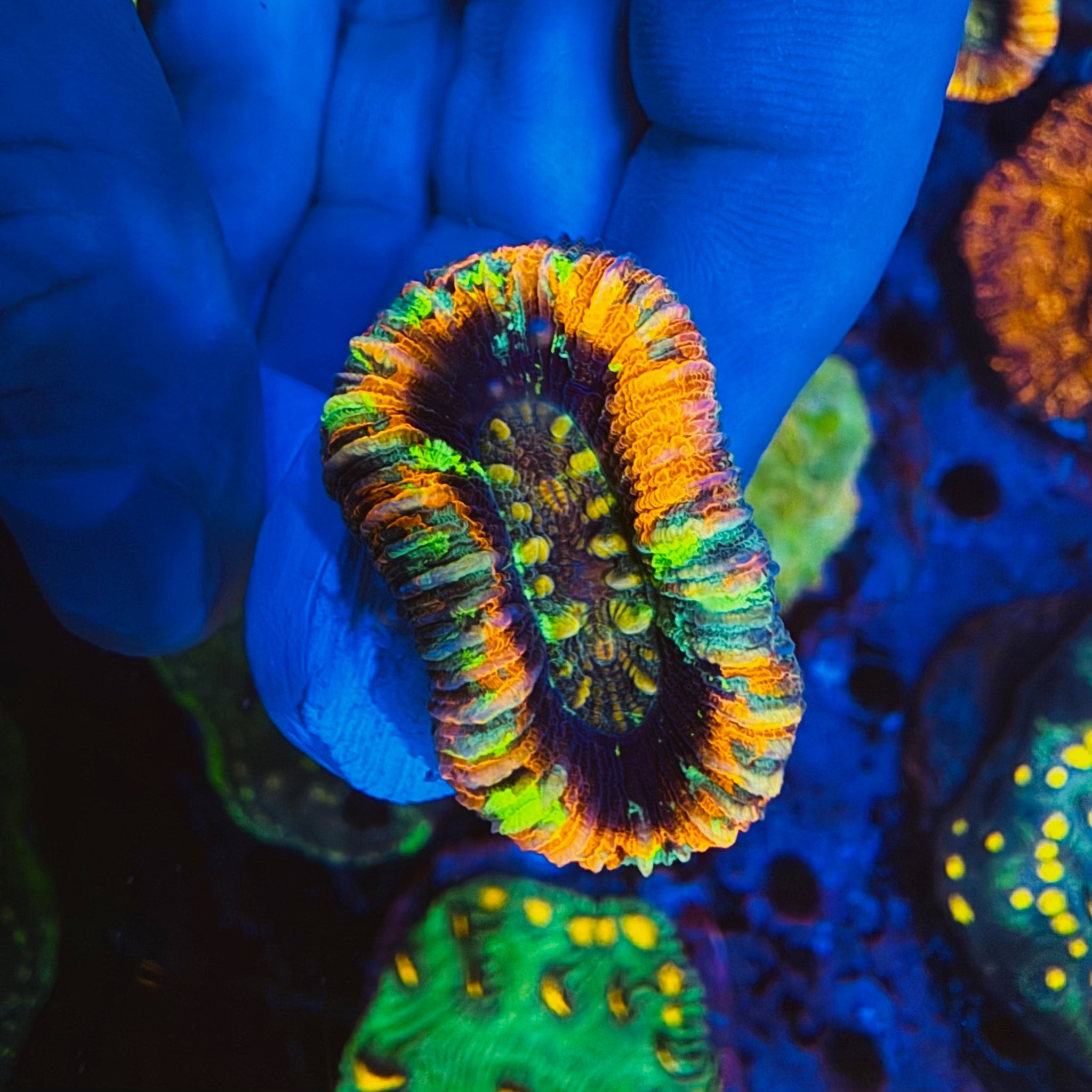 Rainbow Trachyphyllia - #2