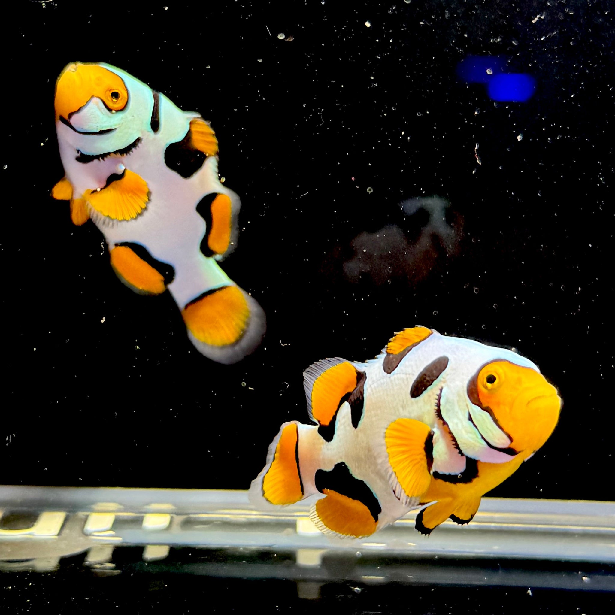 Bali Aquarich P2 Picasso Clown- Pair - Aqua Group