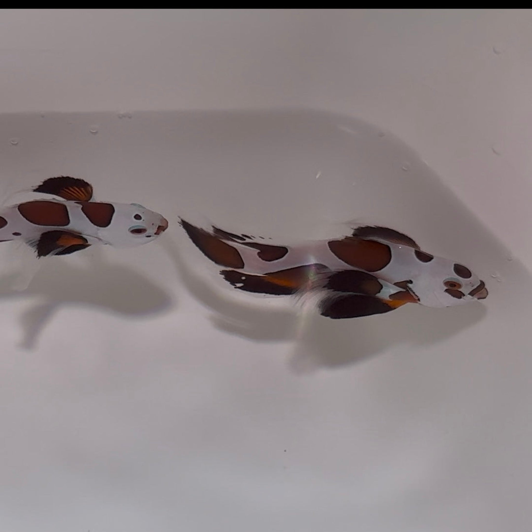 Boston Sea & Reef Mocha Storm Longfin Clownfish - Aqua Group