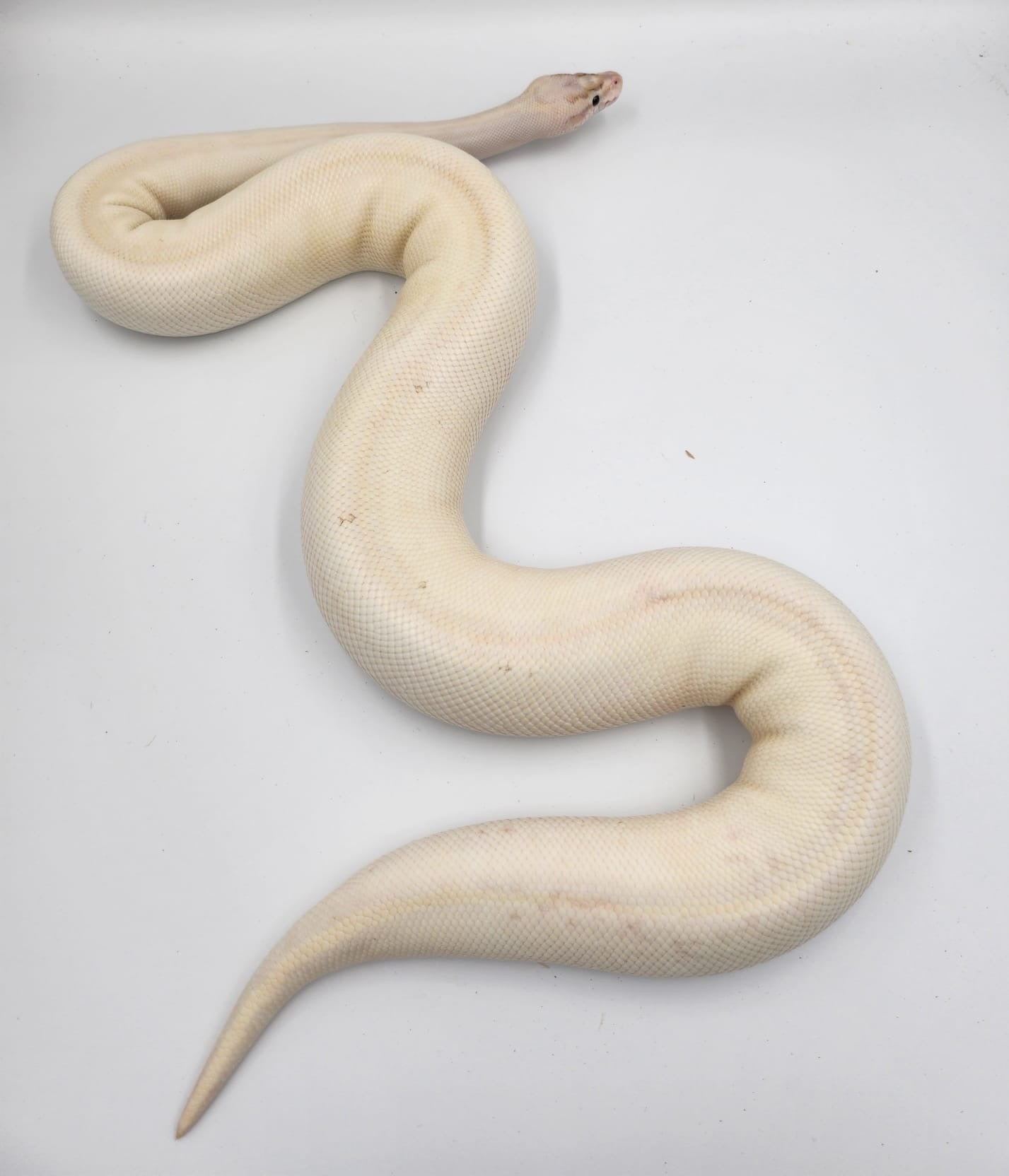 Ivory Pastel Royal Python 2021 (Female)