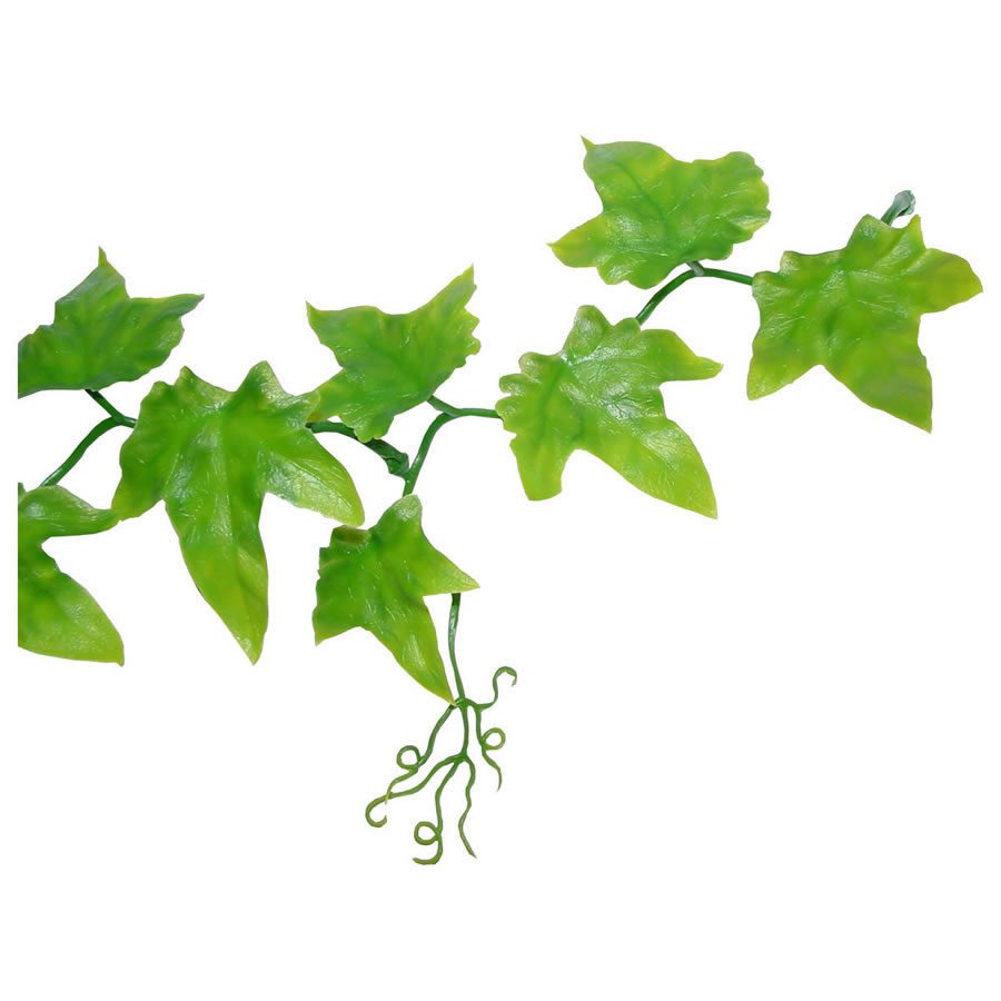 Ivy Vine