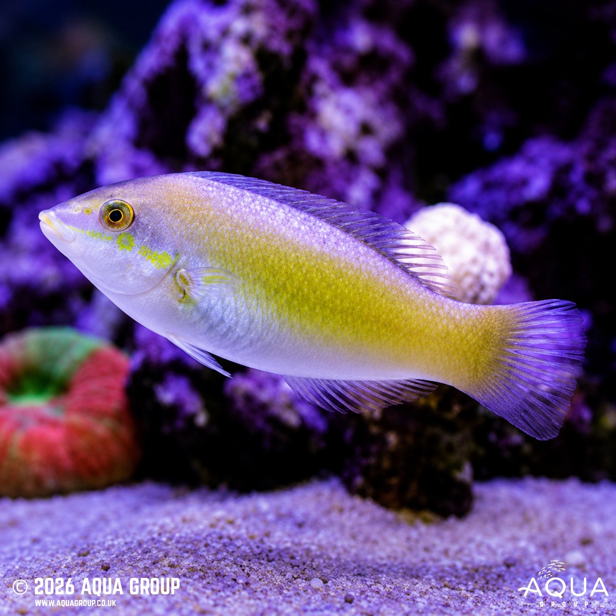 Jade Wrasse - Halichoeres chloropterus - Aqua Group