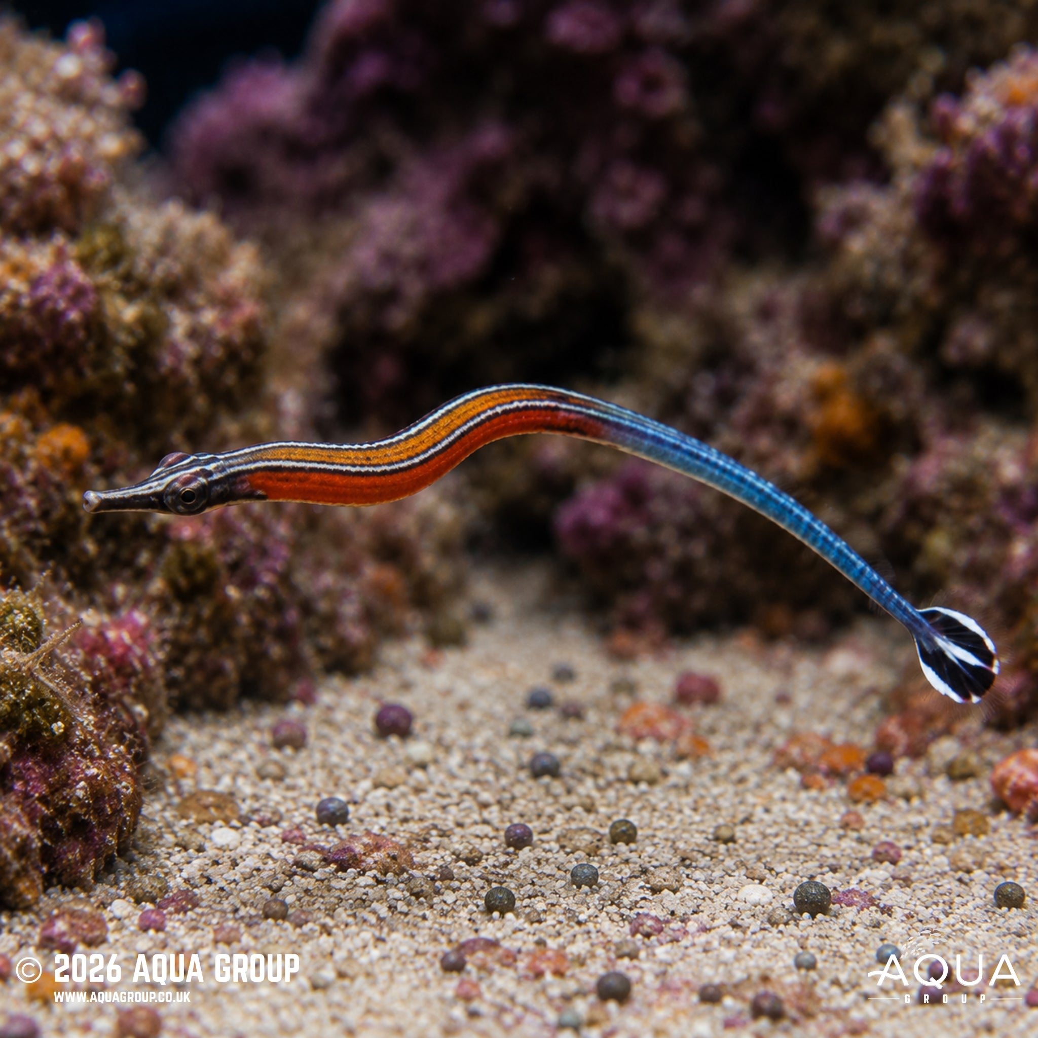 Janssi Pipefish - Doryrhamphus janssi