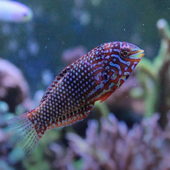 Jewelled Leopard Wrasse