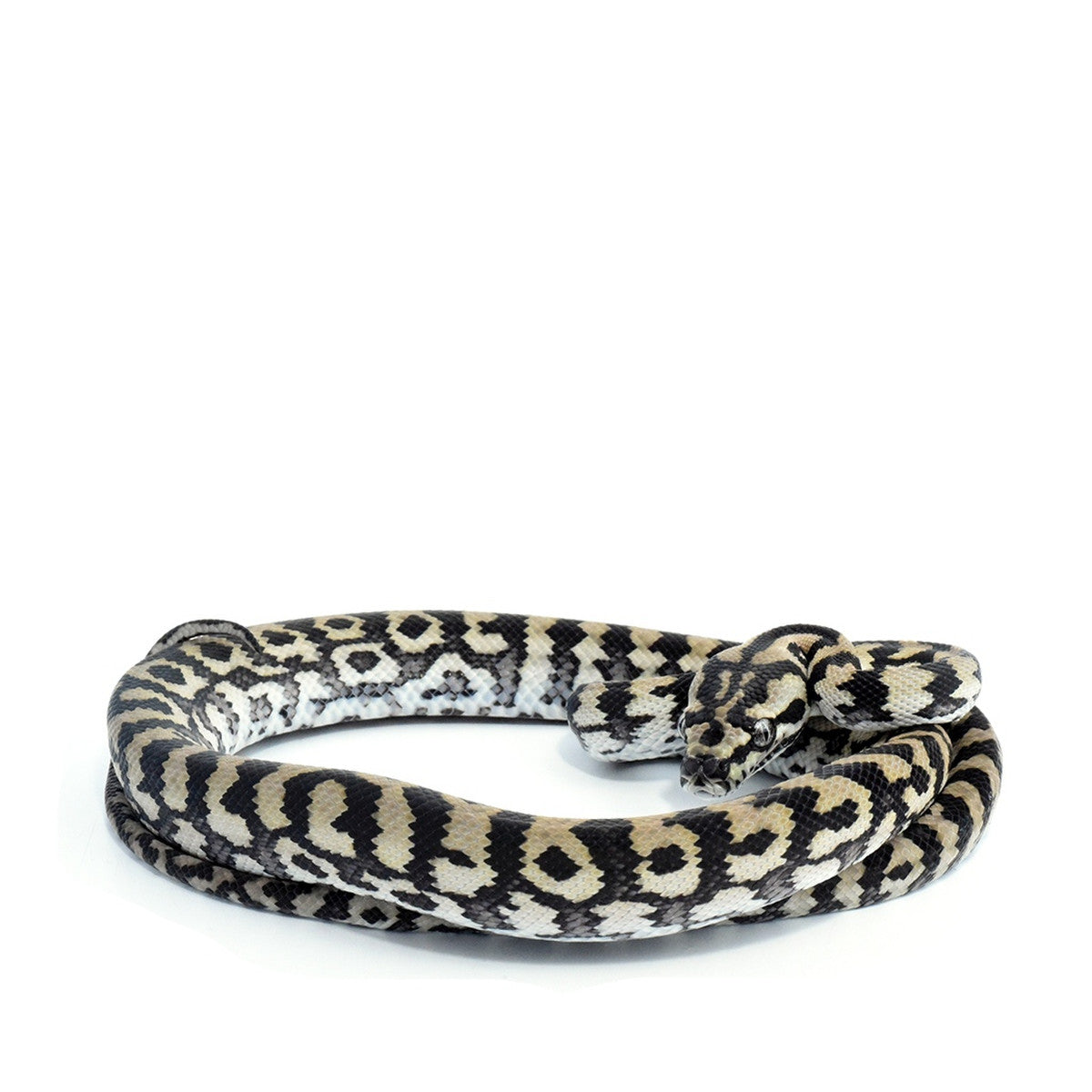 Julatten Jungle Carpet Python 2022