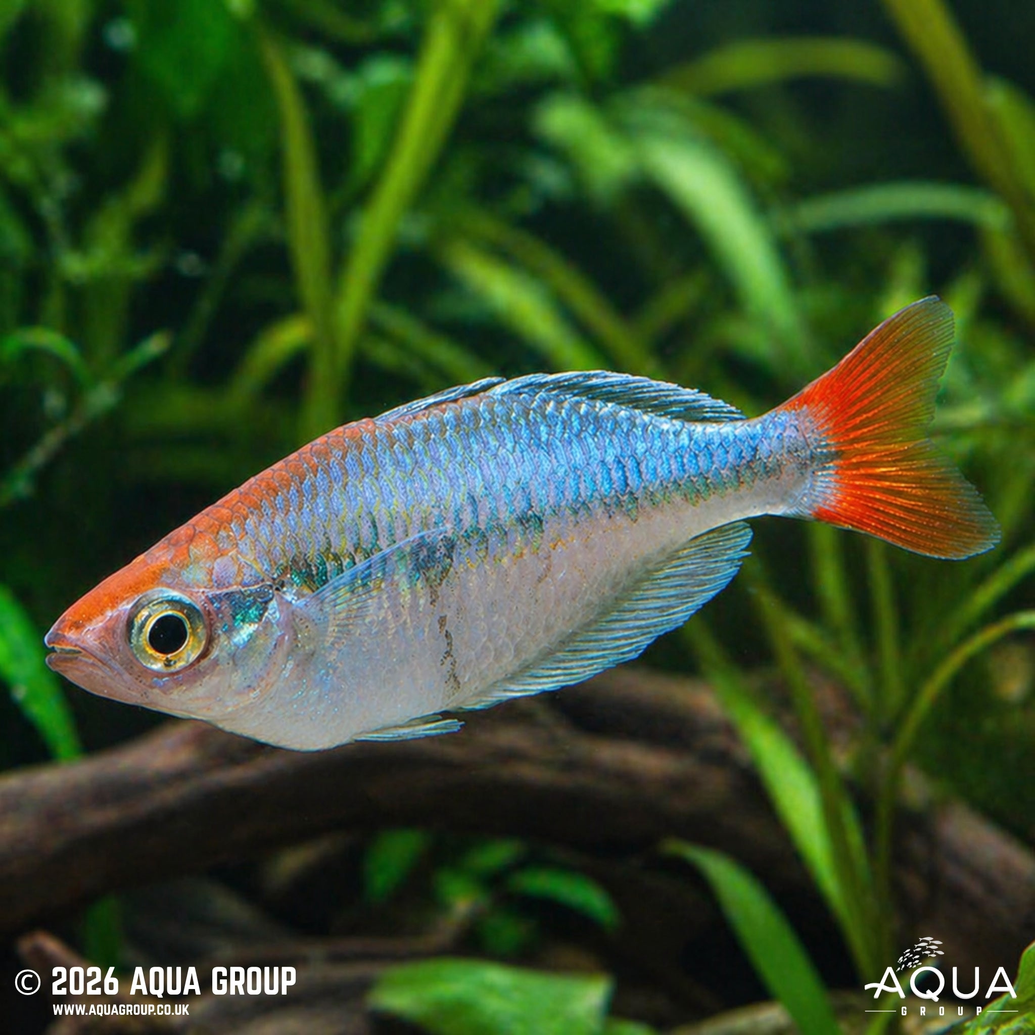 Kali Tawa Rainbowfish - Melanotaenia Sp. "Kali Tawa" - Aqua Group