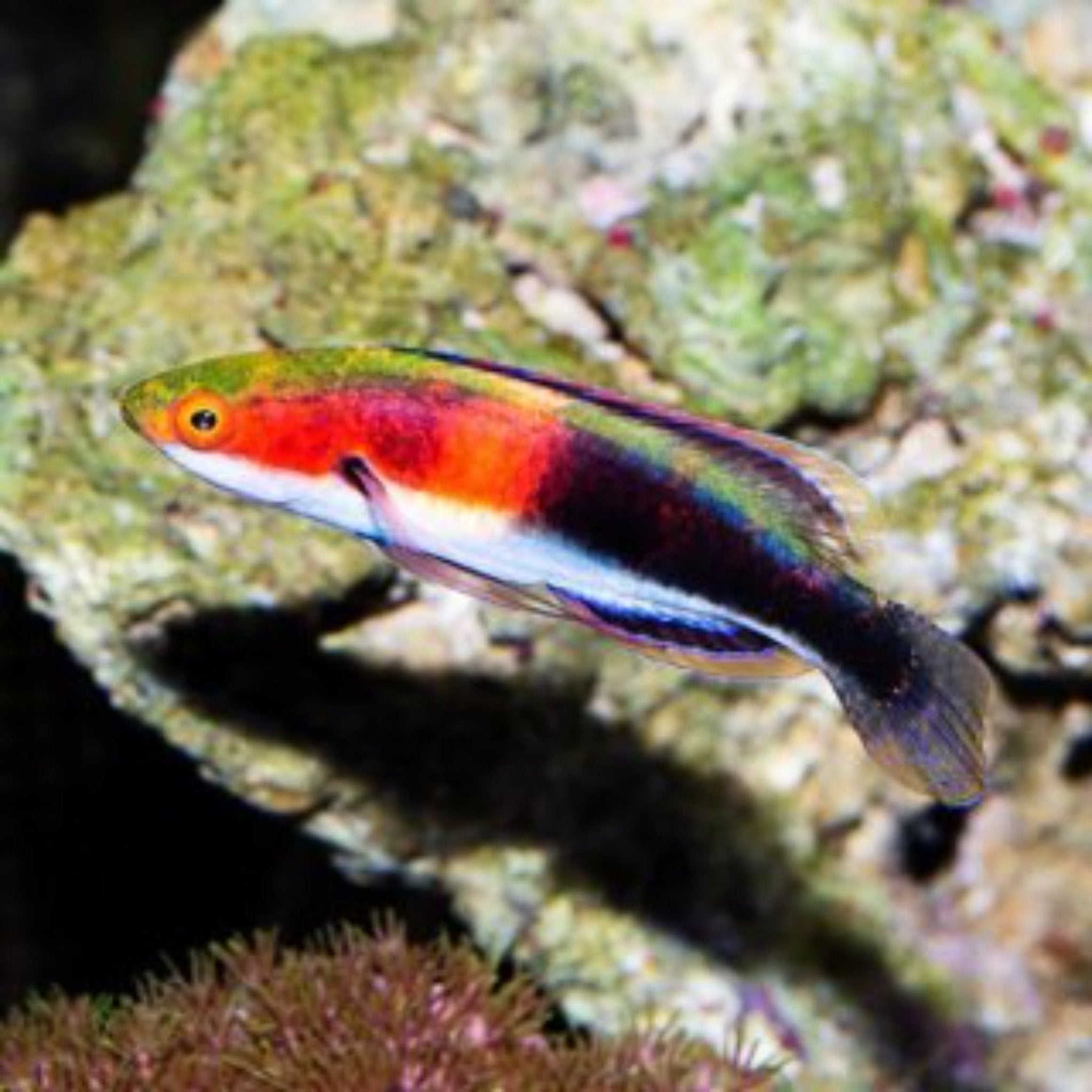 Katharine Wrasse (male)