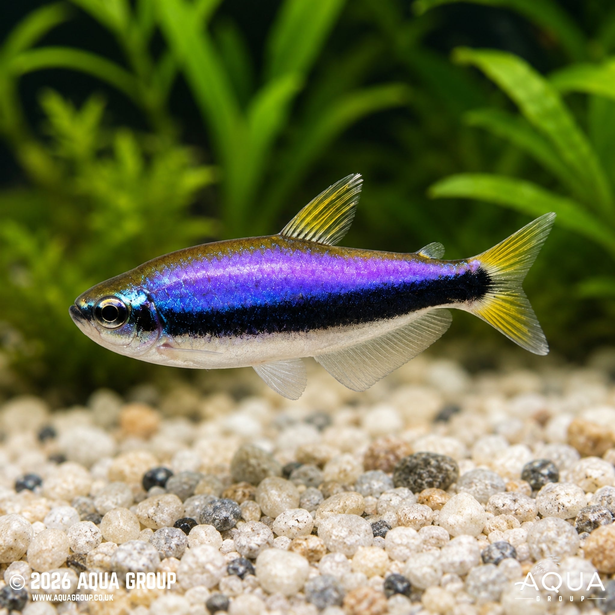 Kerri tetra - Impaichthys kerri