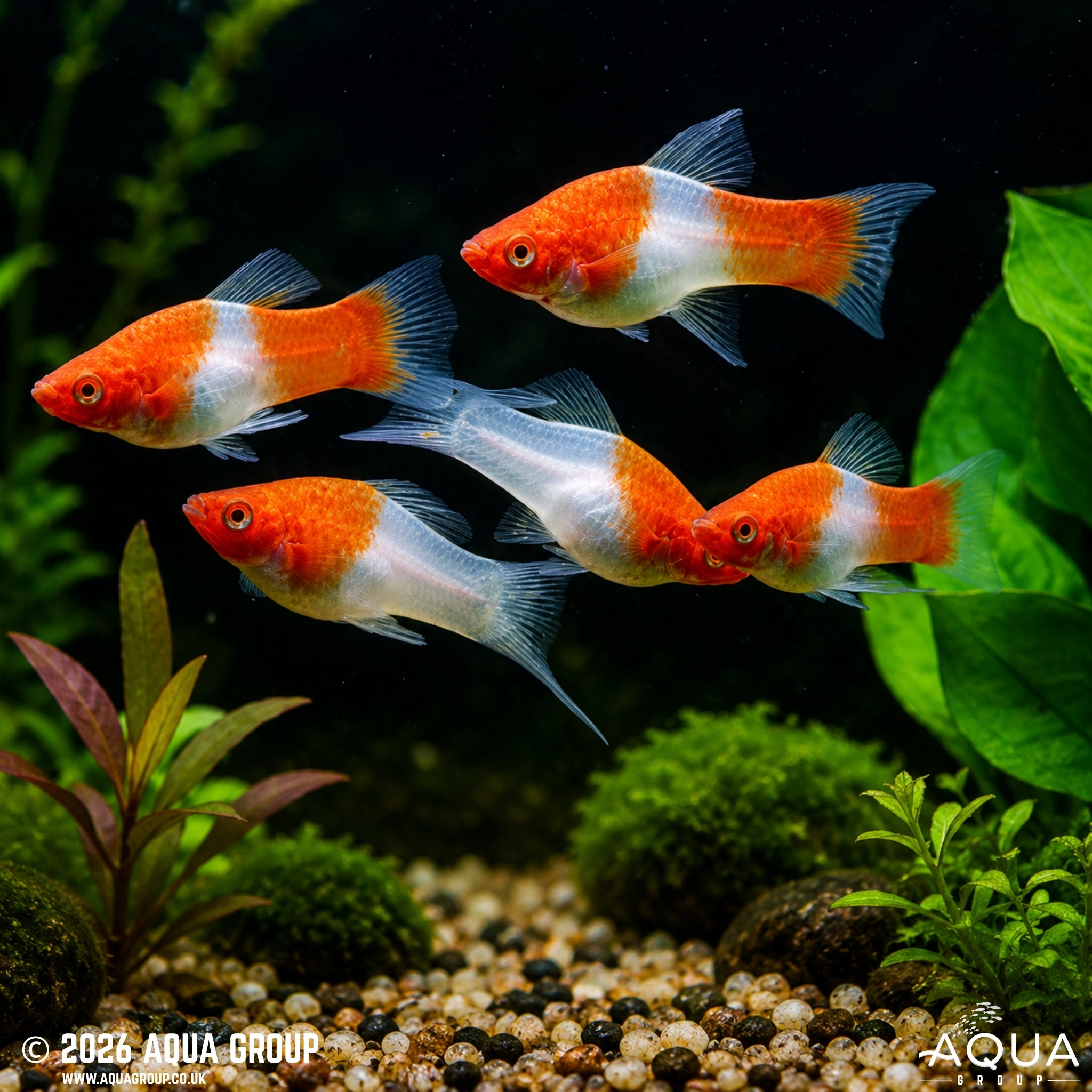 Kohaku Swordtail - Xiphophorus helleri