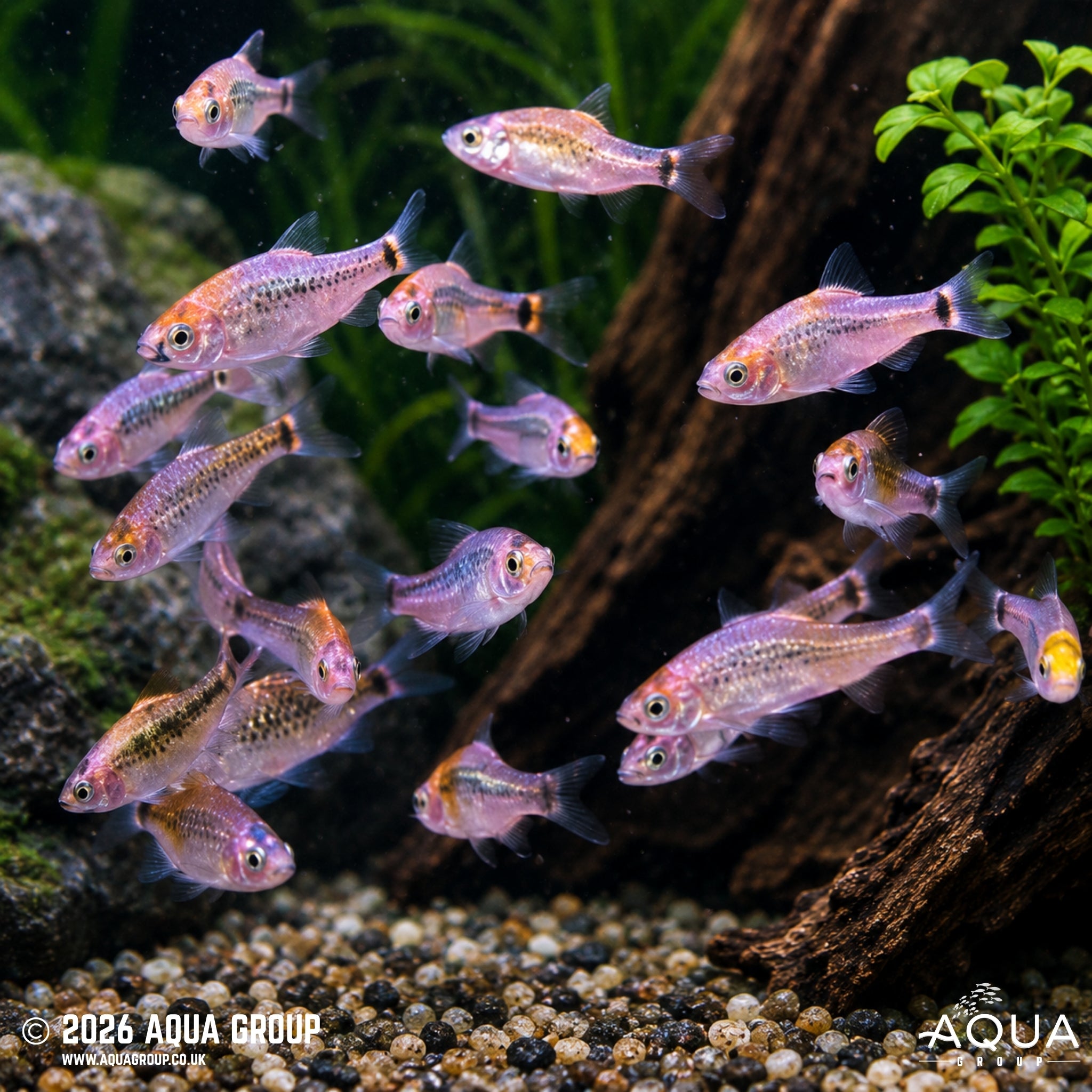 Koi Golden Barb - Barbodes semifasciolatus
