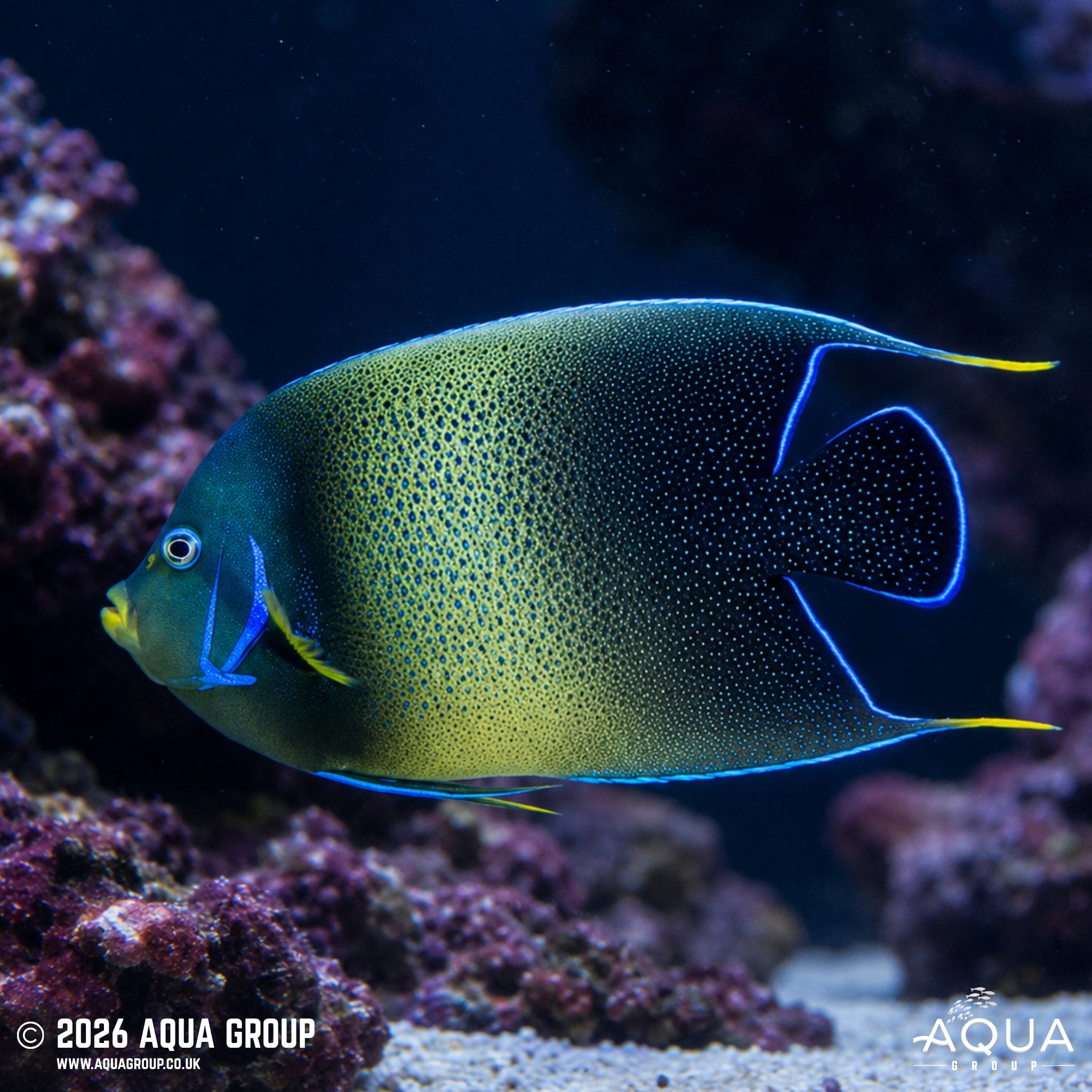 Koran Angelfish - Pomacanthus semicirculatus