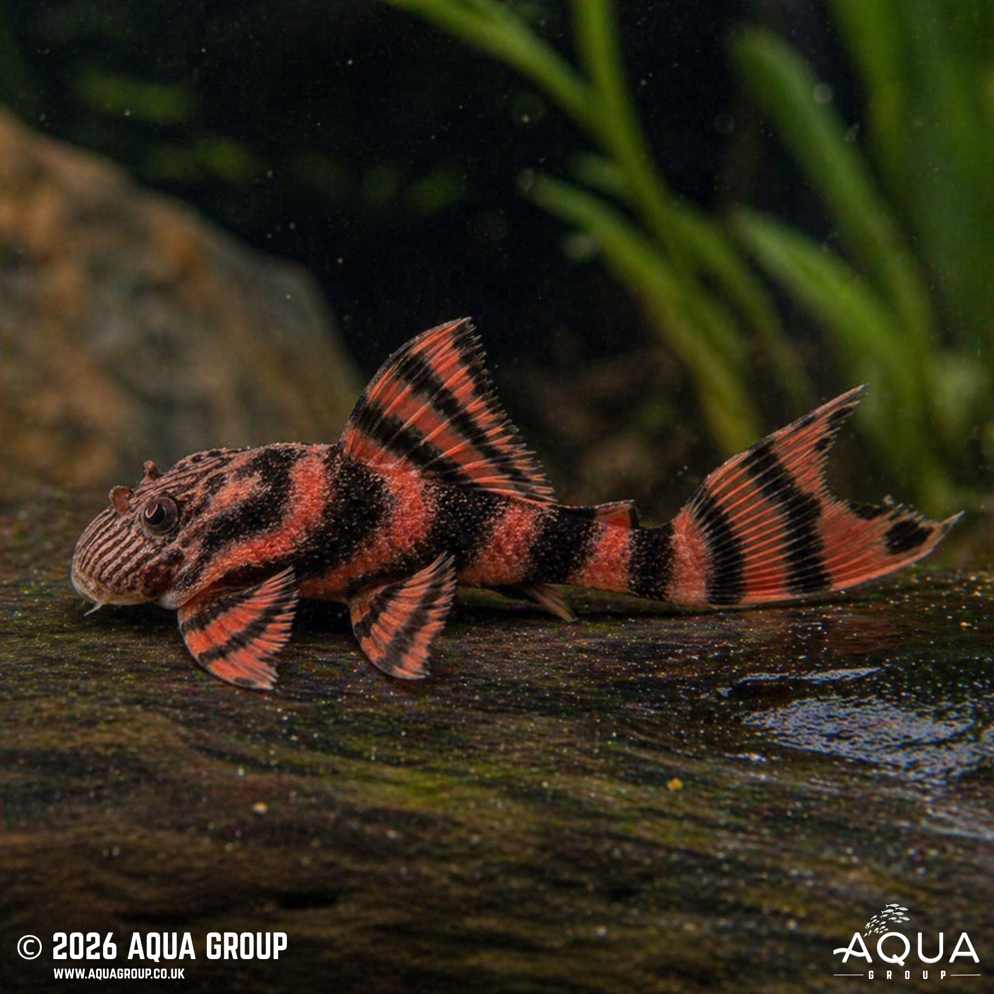 L397 Alenquer Tiger Pleco - Panaqolus Sp.