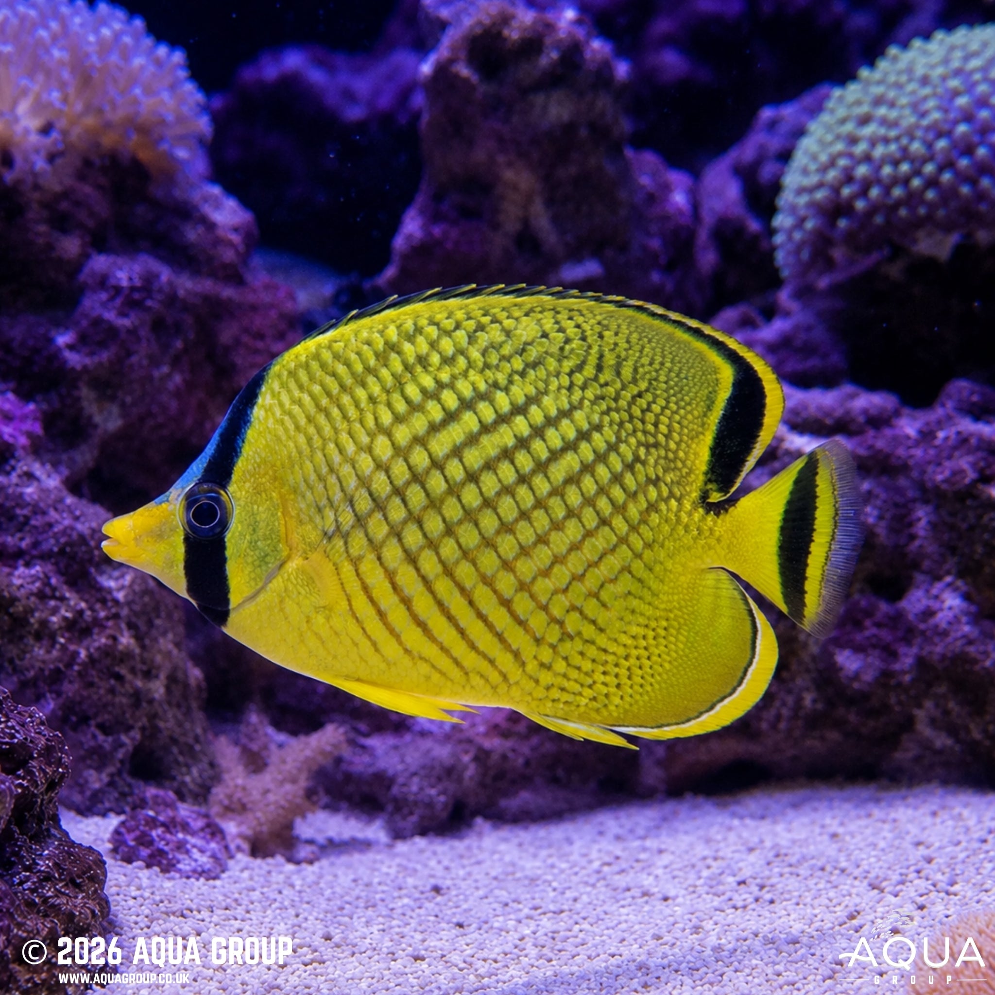 Latticed Butterfly - Chaetodon rafflesii - Aqua Group