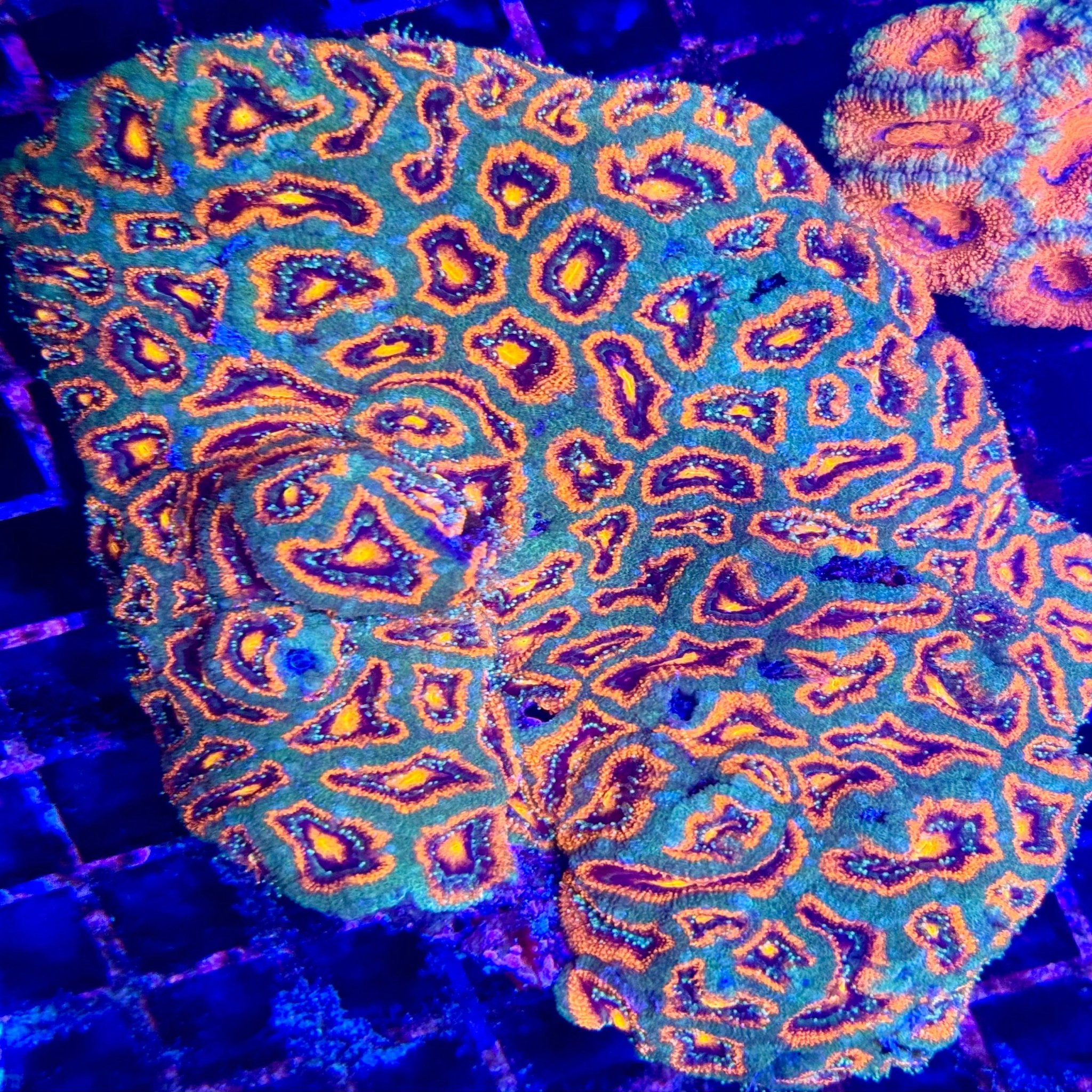 Lava Rainbow Acanthastrea Lord