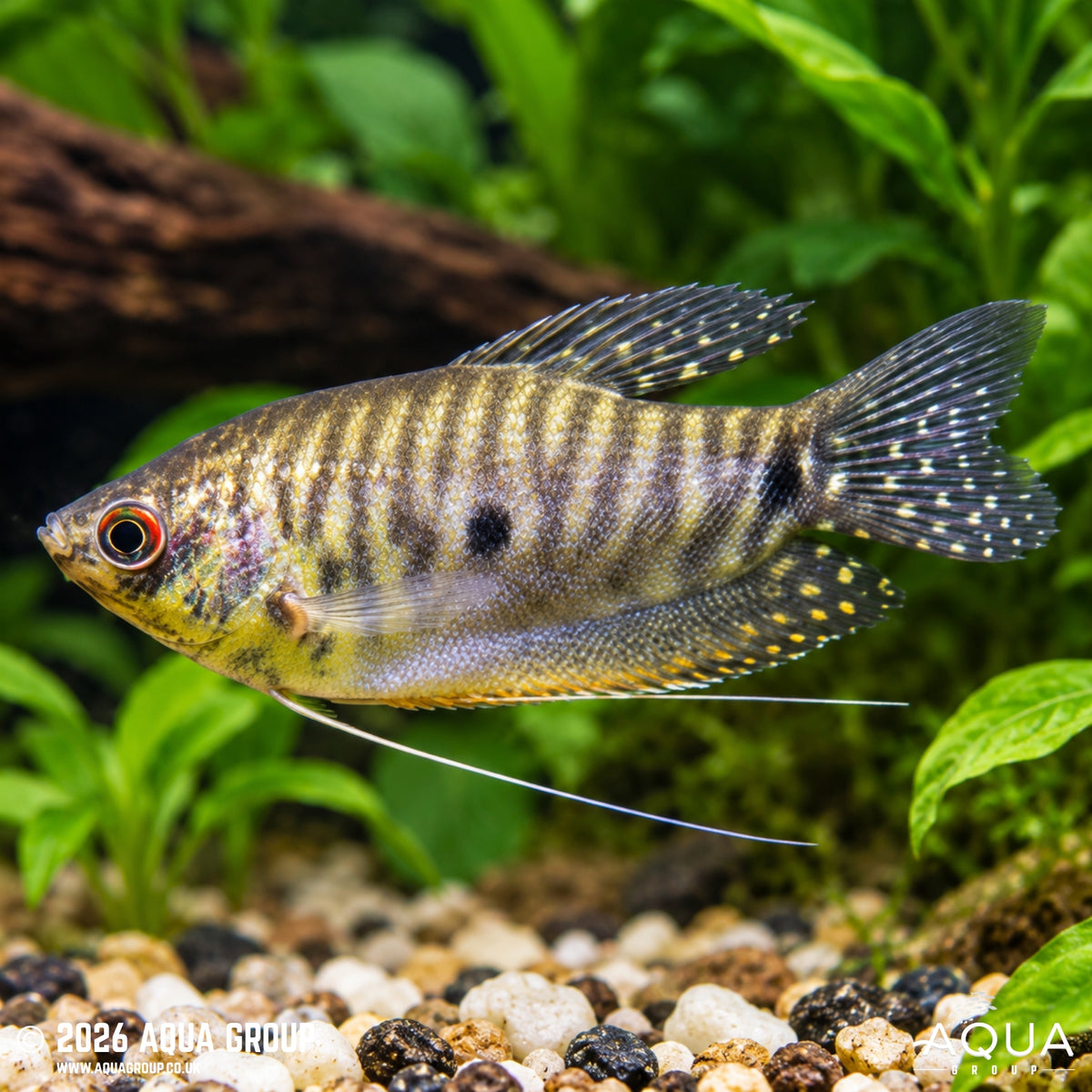 Lavender Gourami - Trichopodus trichopterus var.