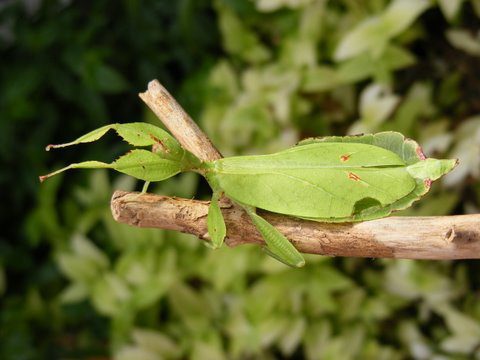 Leaf Insects- Phyllium Phyllipinicum