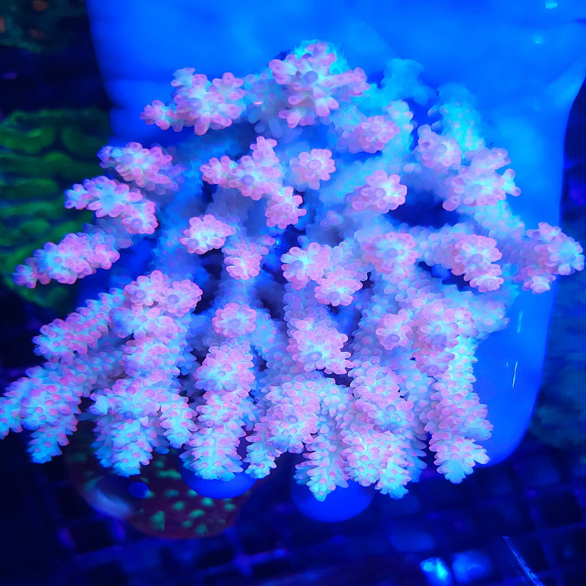 Lemon Strawberry Shortcake Acropora