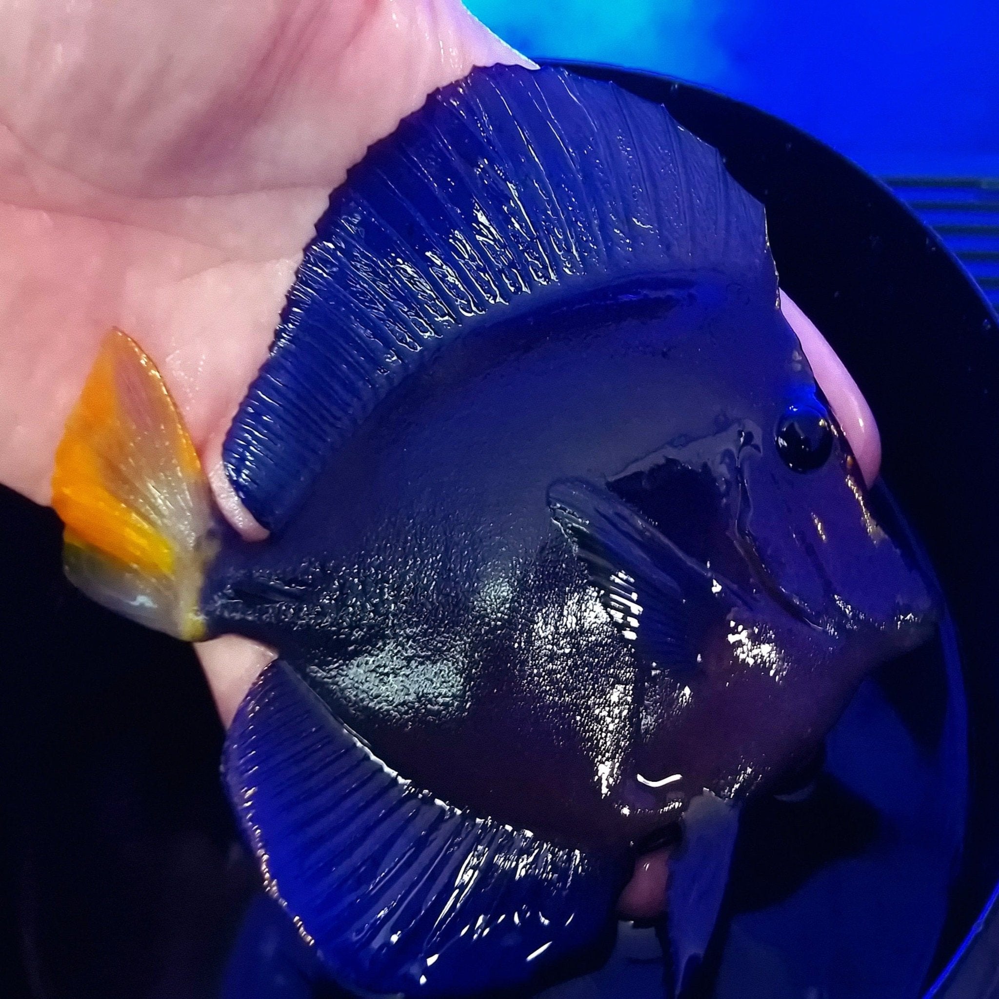 Lemon Tail Purple Tang