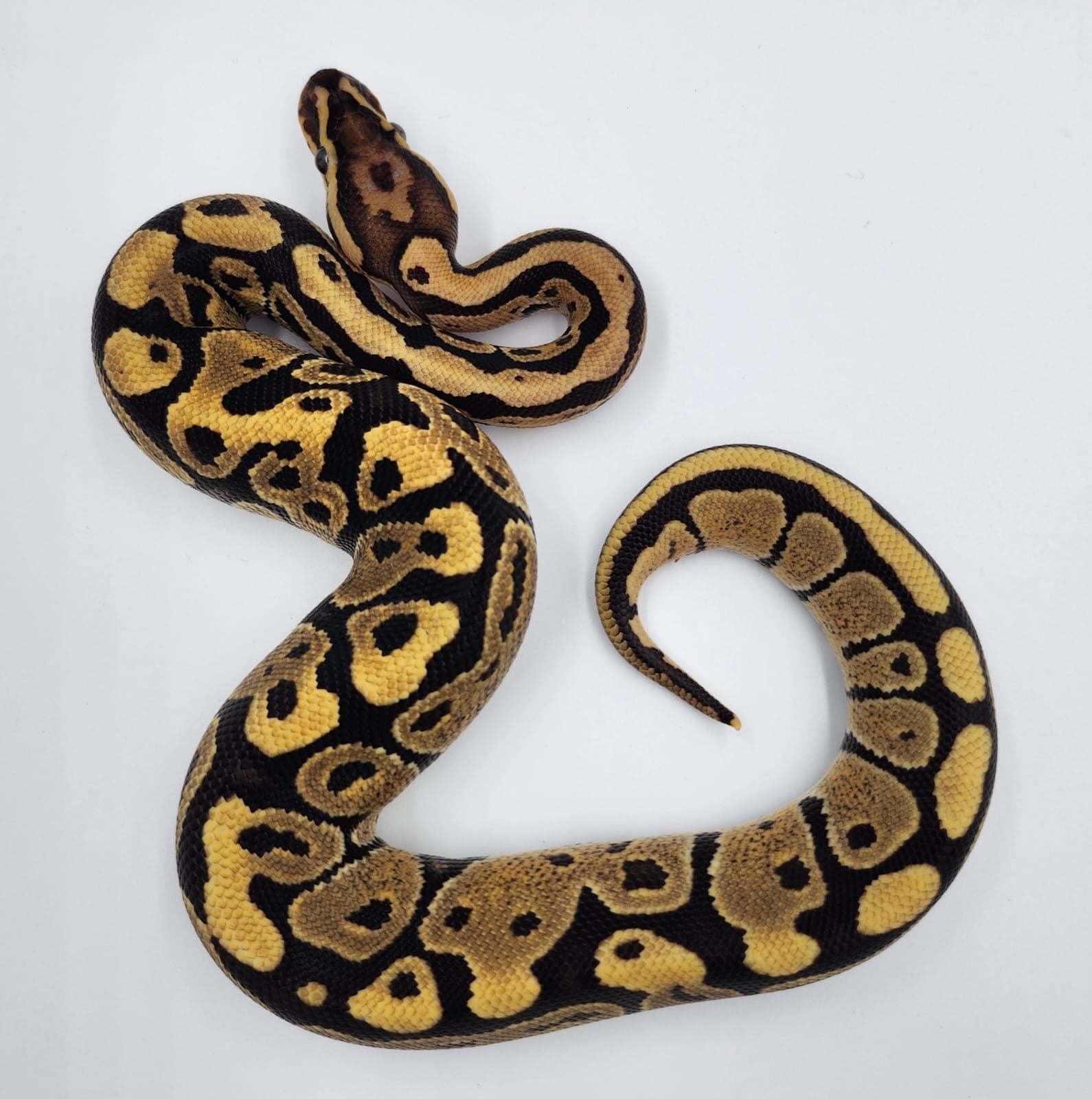 Leopard Royal Python 2024-Male