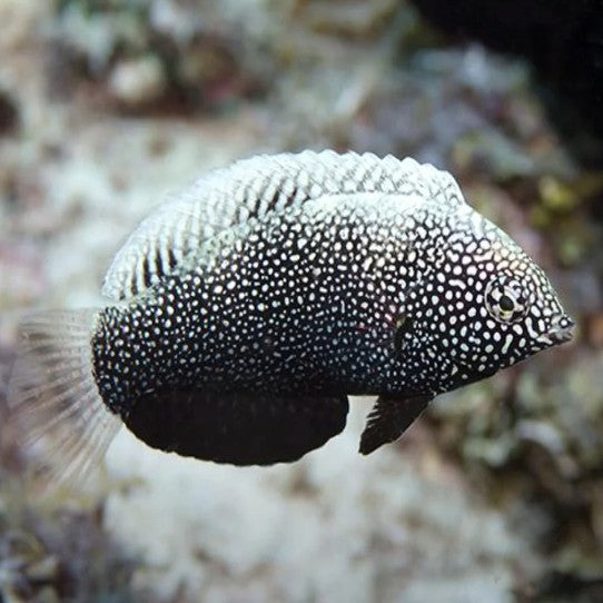 Leopard Wrasse - Black - Melanesia