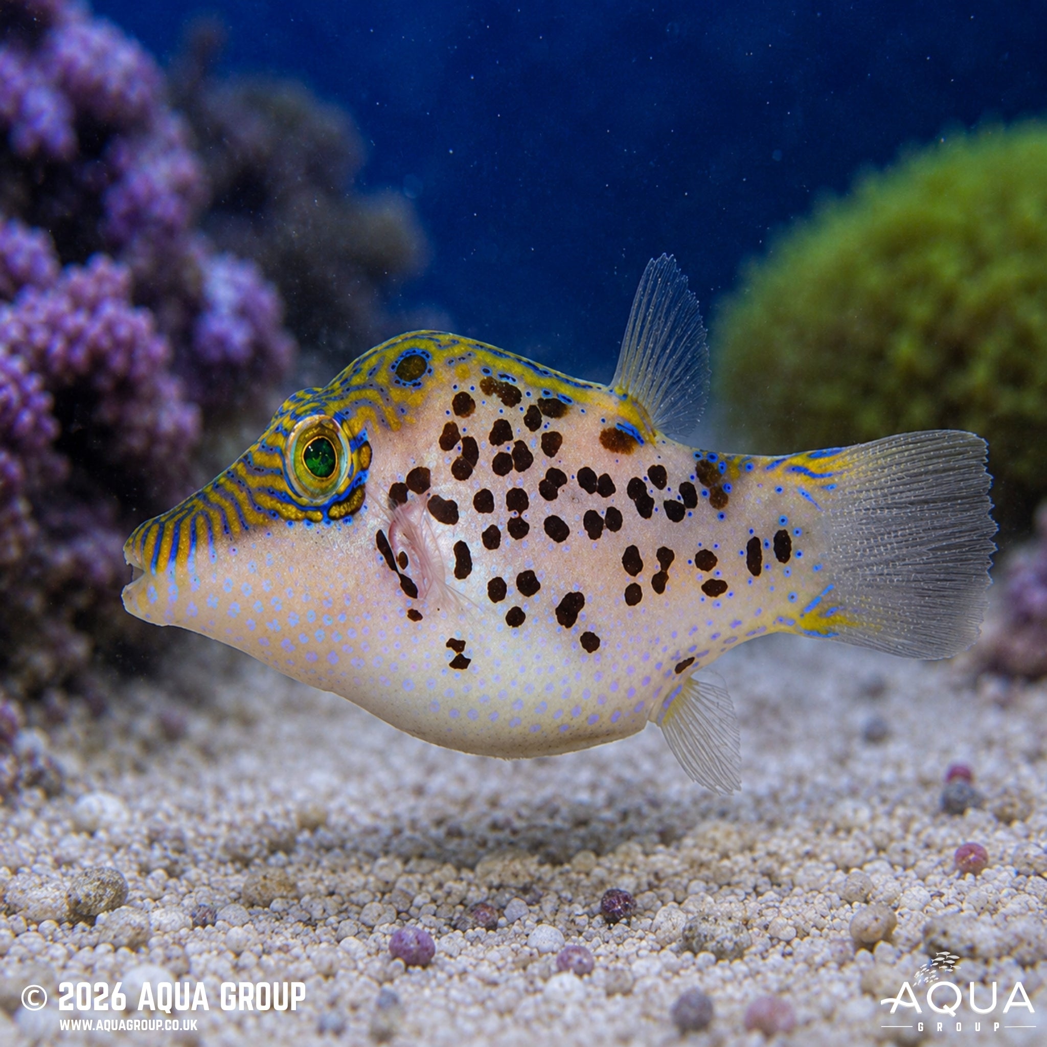 Leopard Puffer - Canthigaster leoparda - Aqua Group