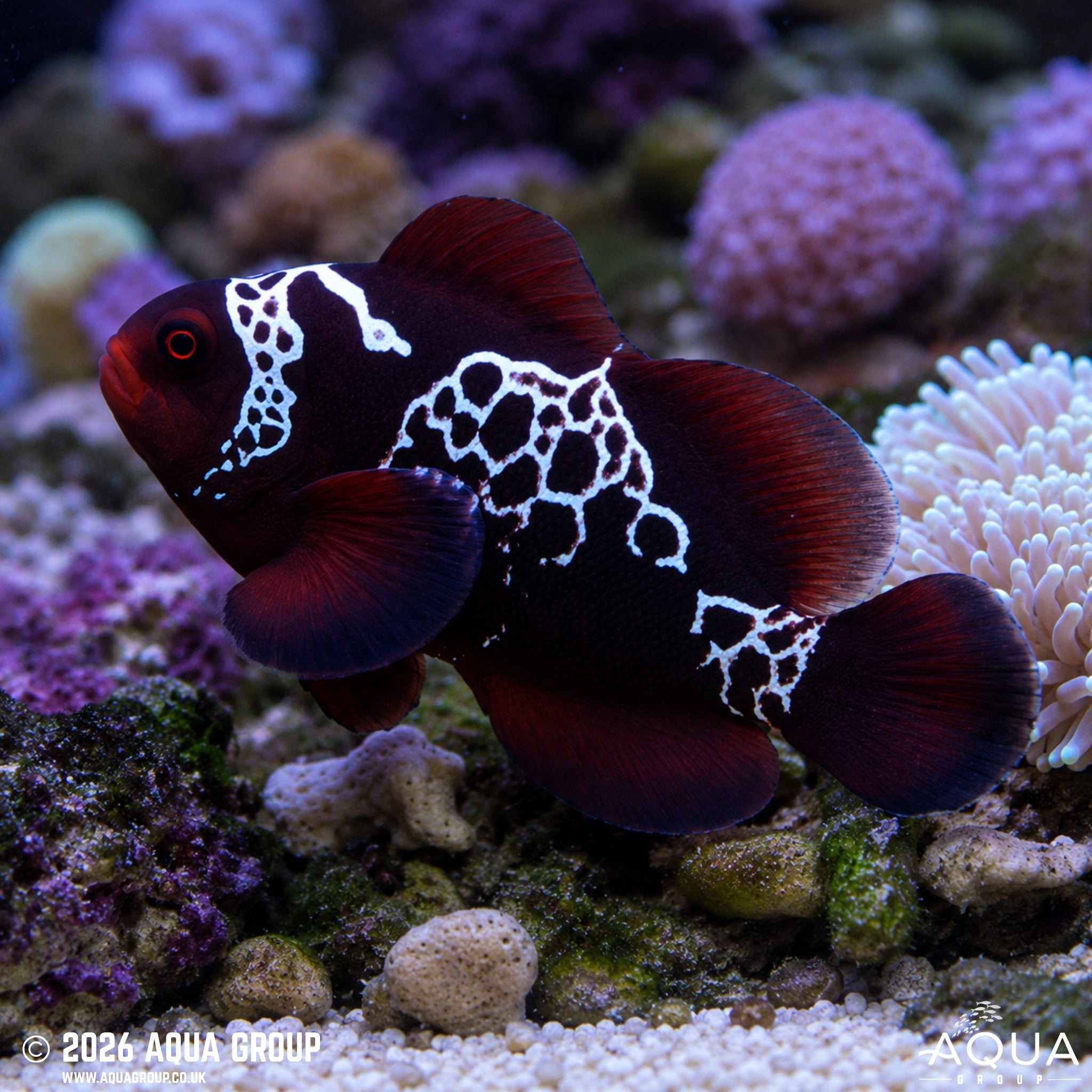 Lightning Maroon Clownfish - Amphiprion biaculeatus - Aqua Group