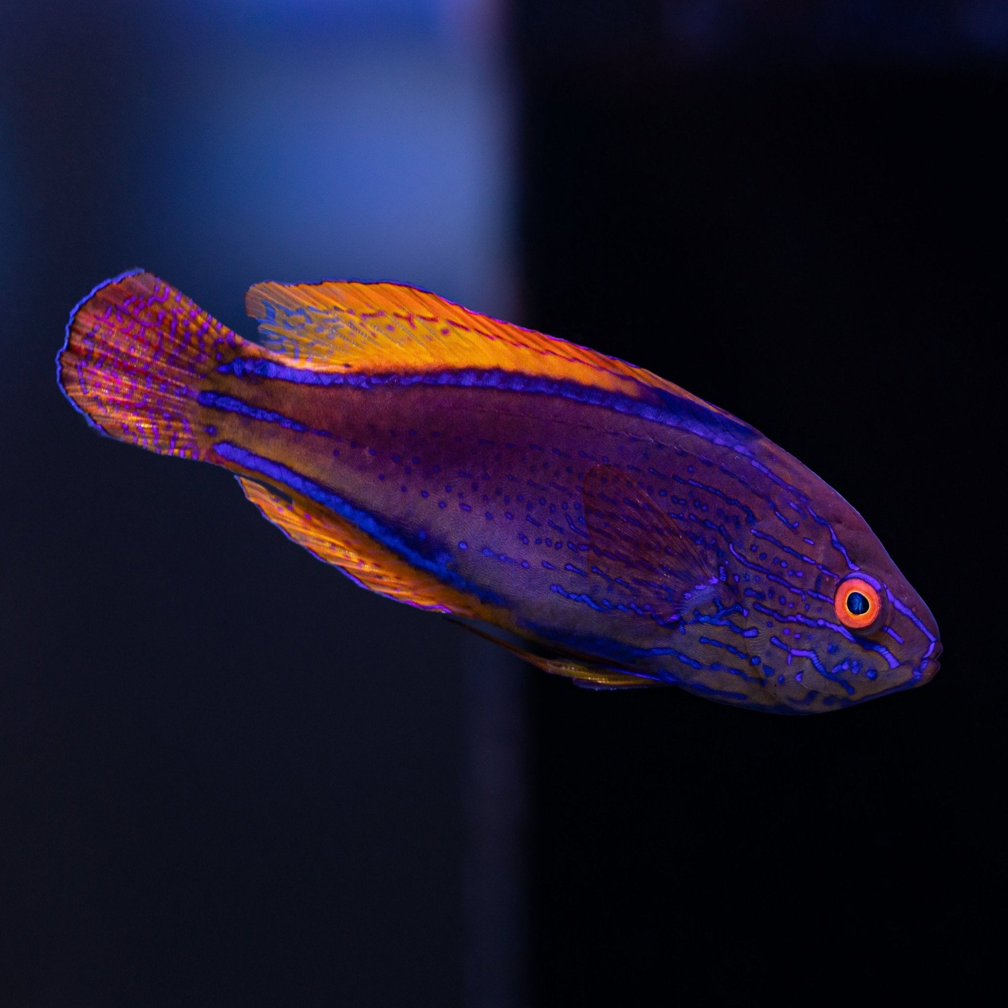 Lineatus Wrasse