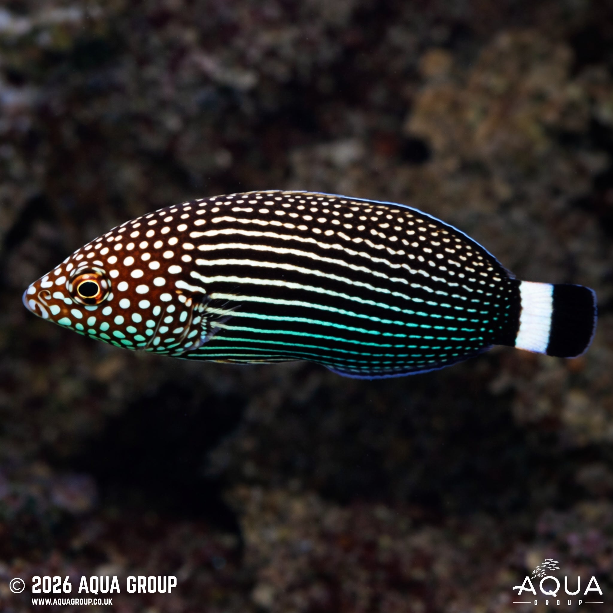 Lined Tamarin Wrasse - Anampses lineatus