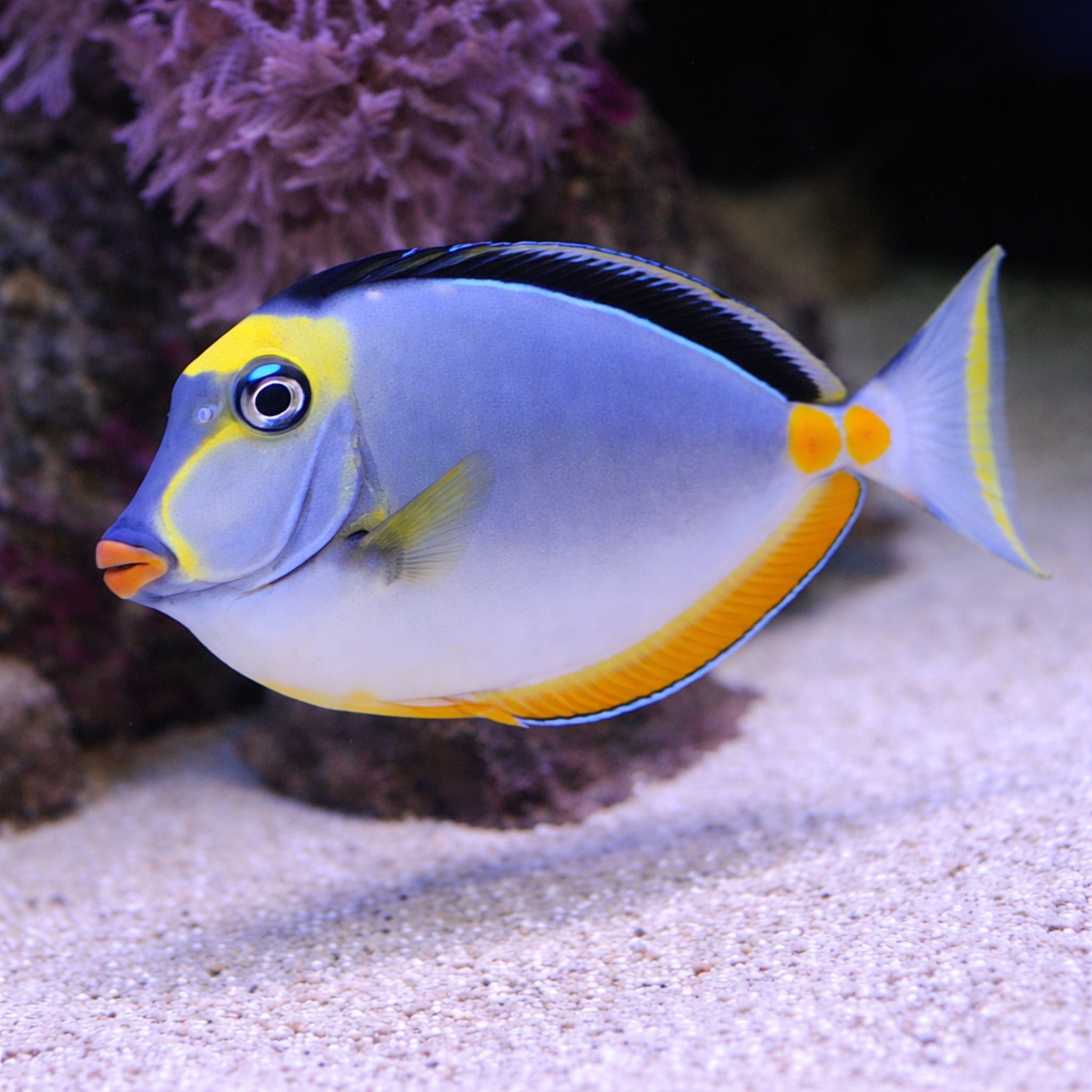 Lipstick Naso Tang - Naso lituratus