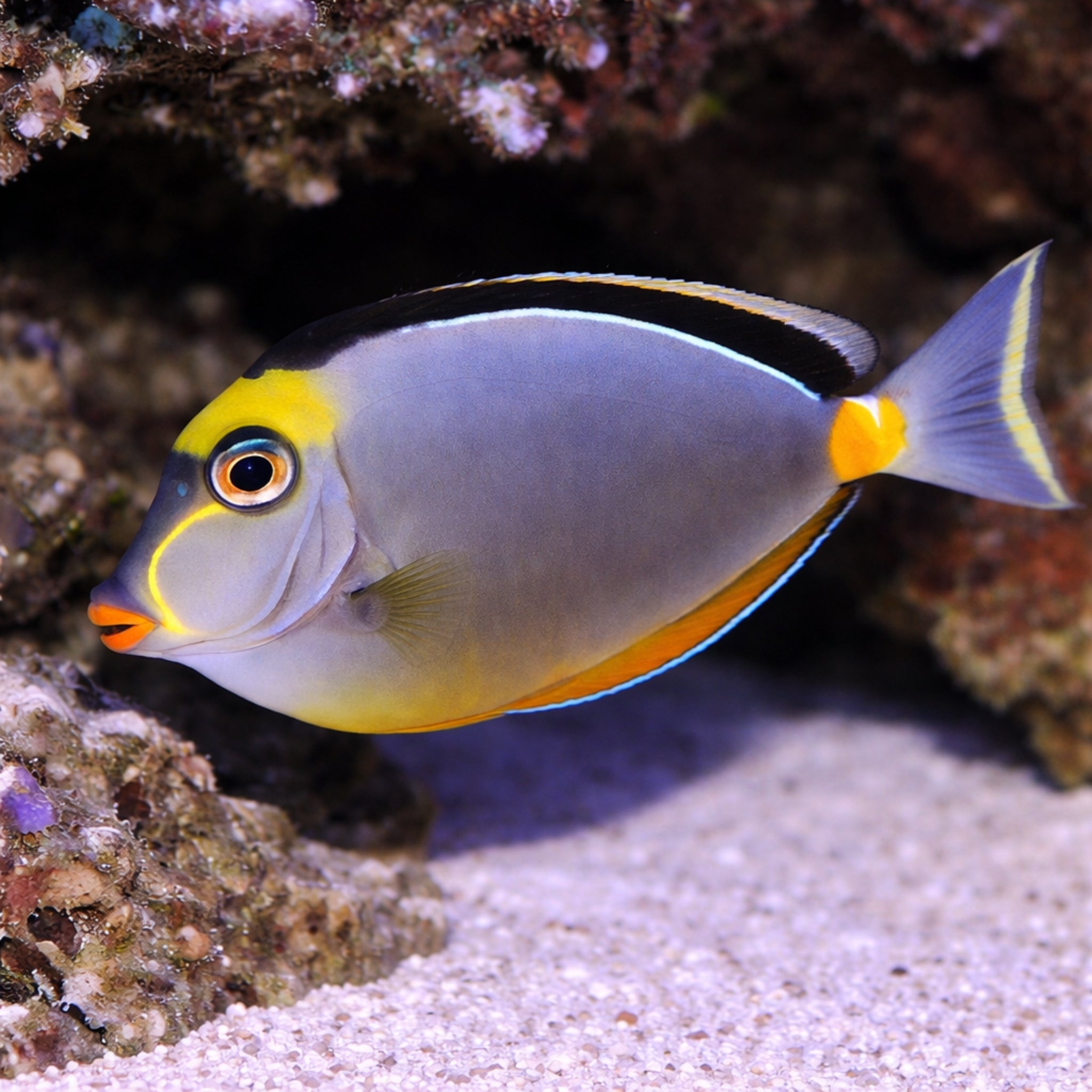 Lipstick Naso Tang - Naso lituratus - Aqua Group