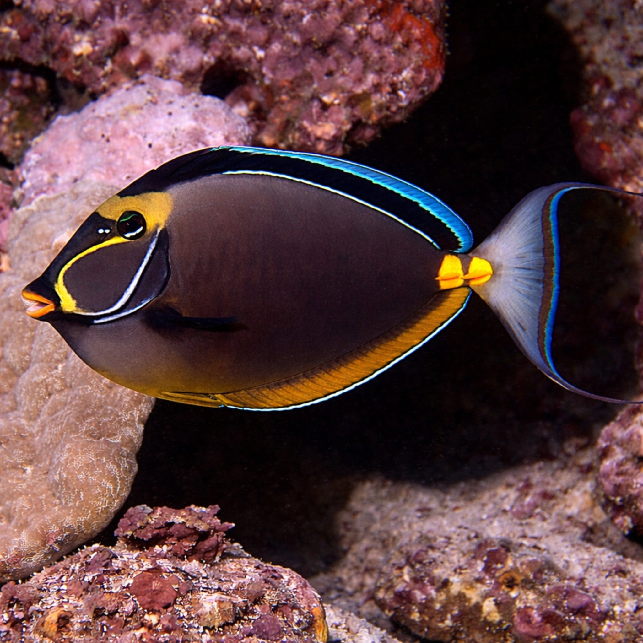 Lipstick Naso Tang - Naso lituratus